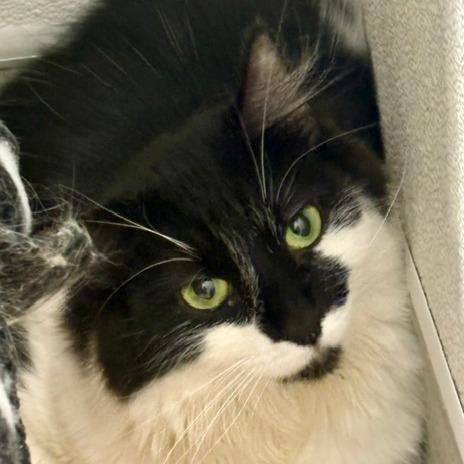 Enlarge Knox, a Adoptable Domestic Long Hair in Murray, UT image 1/1