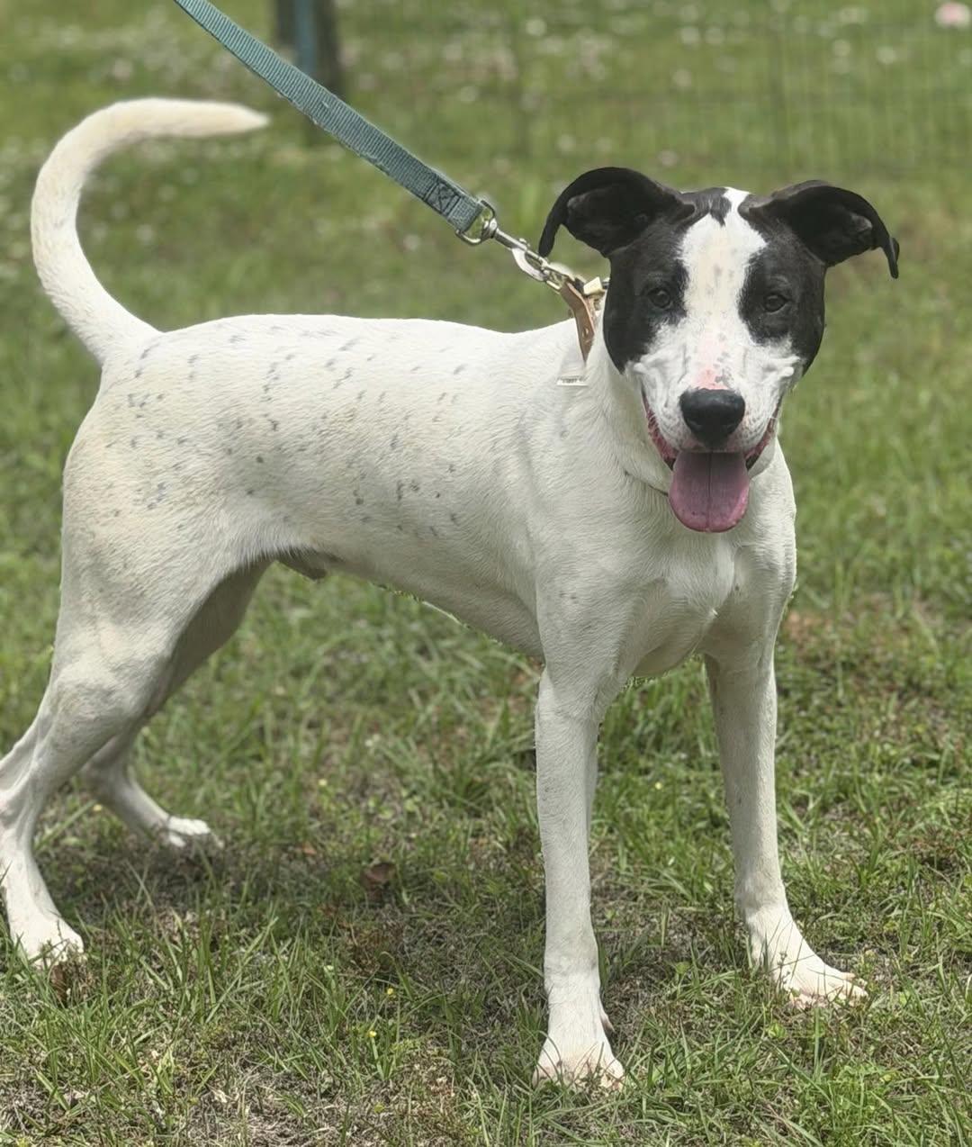 Enlarge Cooper, a Adoptable mixed breed in Johnston, RI image 4/5