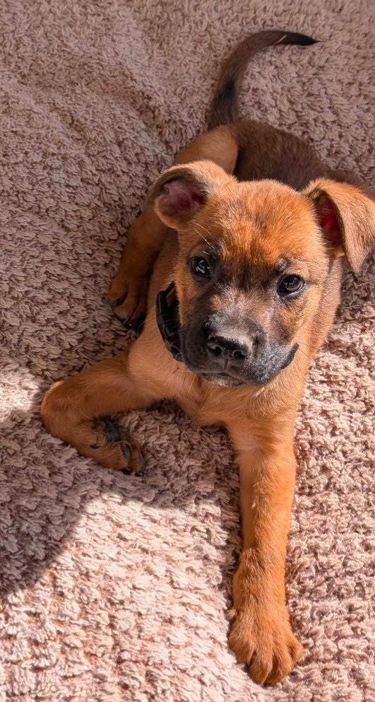 Enlarge Vinny (Ketchup), a Adoptable mixed breed in Denver, CO image 2/2