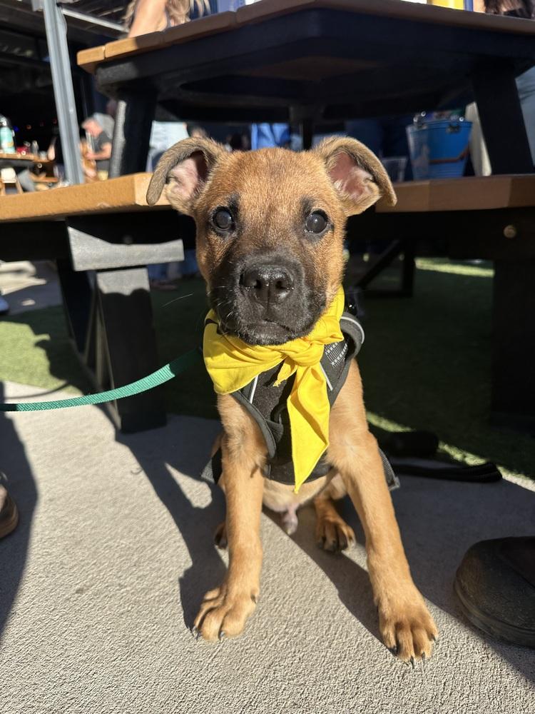 Enlarge Vinny (Ketchup), a Adoptable mixed breed in Denver, CO image 3/3