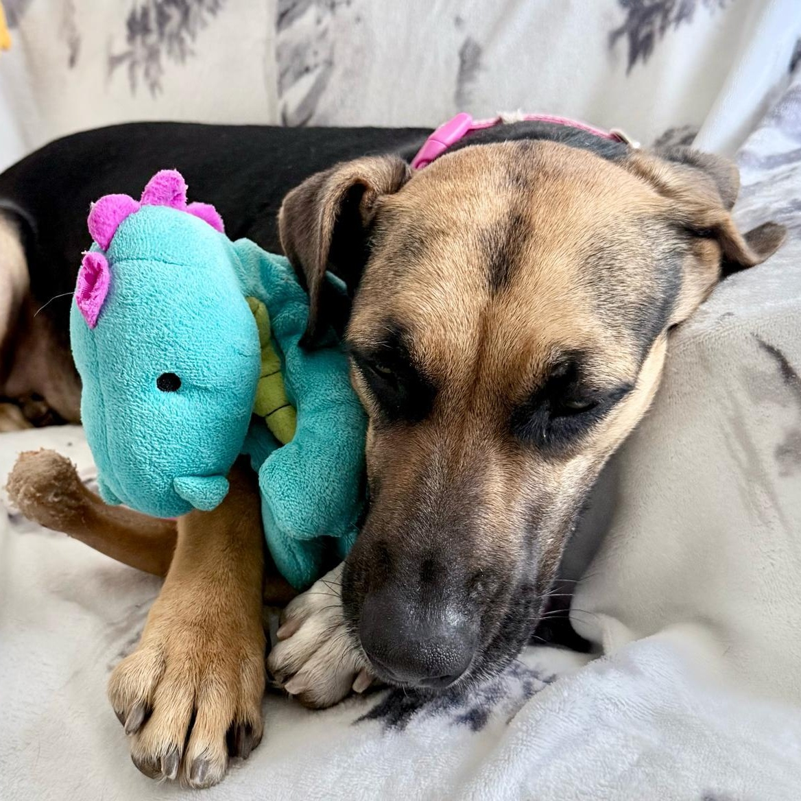 Enlarge Denali, a Adoptable mixed breed in Manchester, NH image 2/6