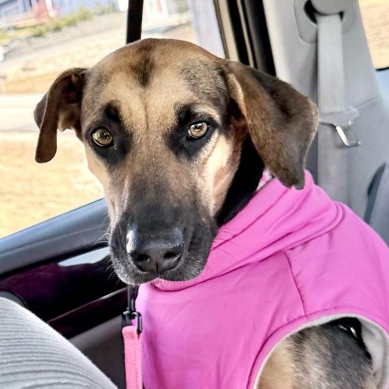 Denali, Adoptable, Young Female Mixed Breed.