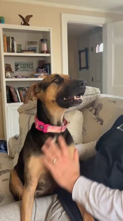 Enlarge Denali, a Adoptable mixed breed in Manchester, NH video 3/6