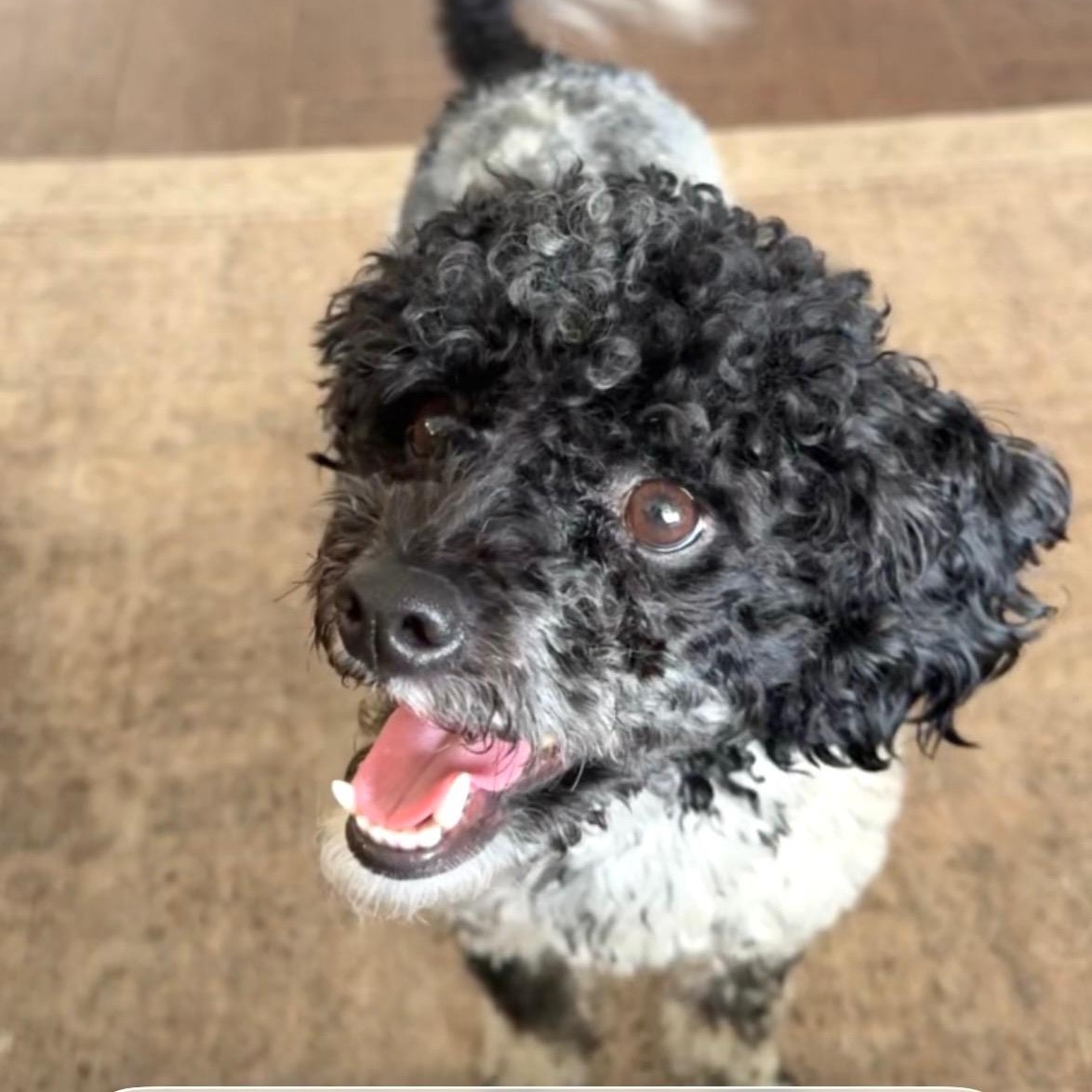 OZZY-TEXAS, a Adoptable Goldendoodle in Sugar Land, TX image 2/6