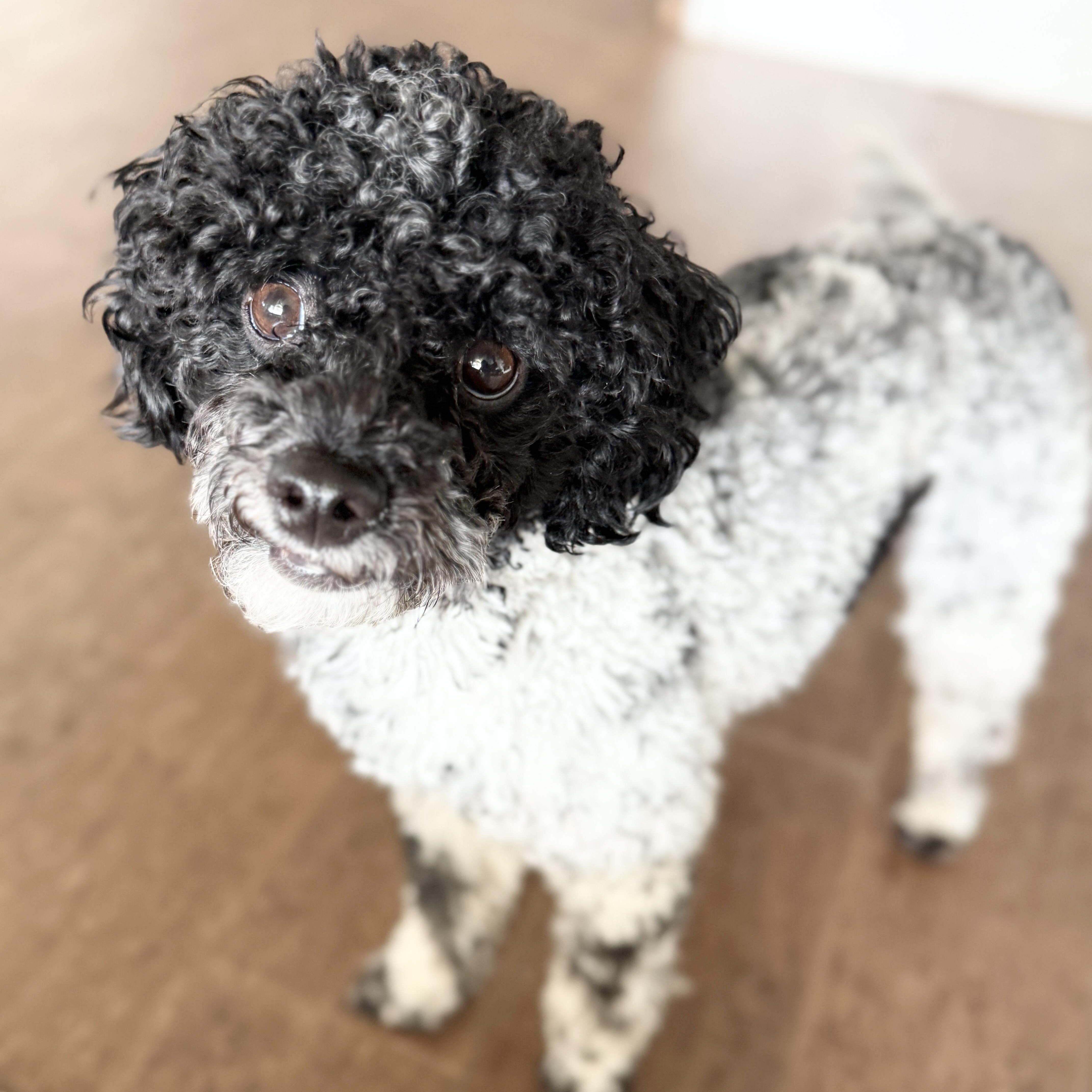 OZZY-TEXAS, Adoptable, Young Male Goldendoodle.