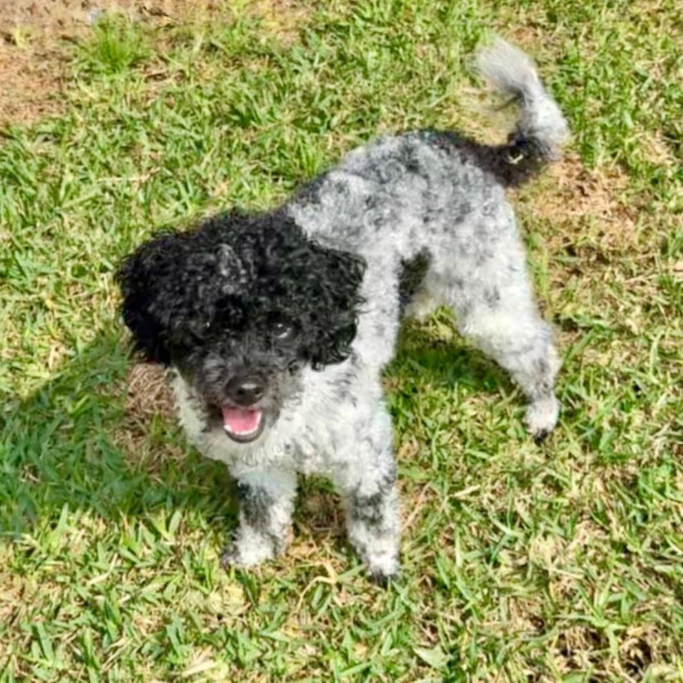 OZZY-TEXAS, a Adoptable Goldendoodle in Sugar Land, TX image 4/6