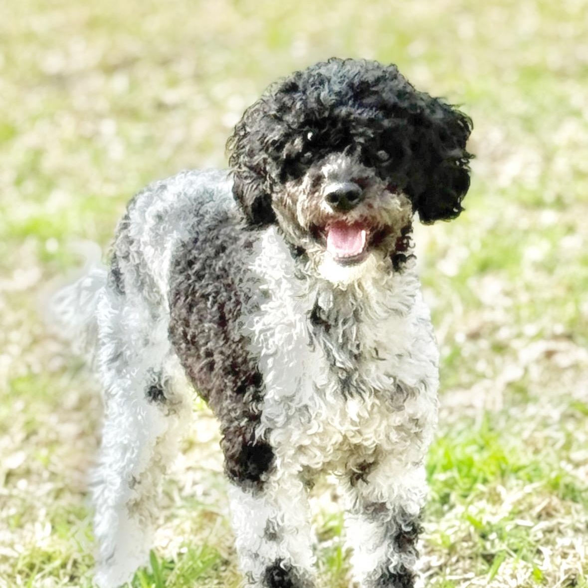 OZZY-TEXAS, a Adoptable Goldendoodle in Sugar Land, TX image 3/6