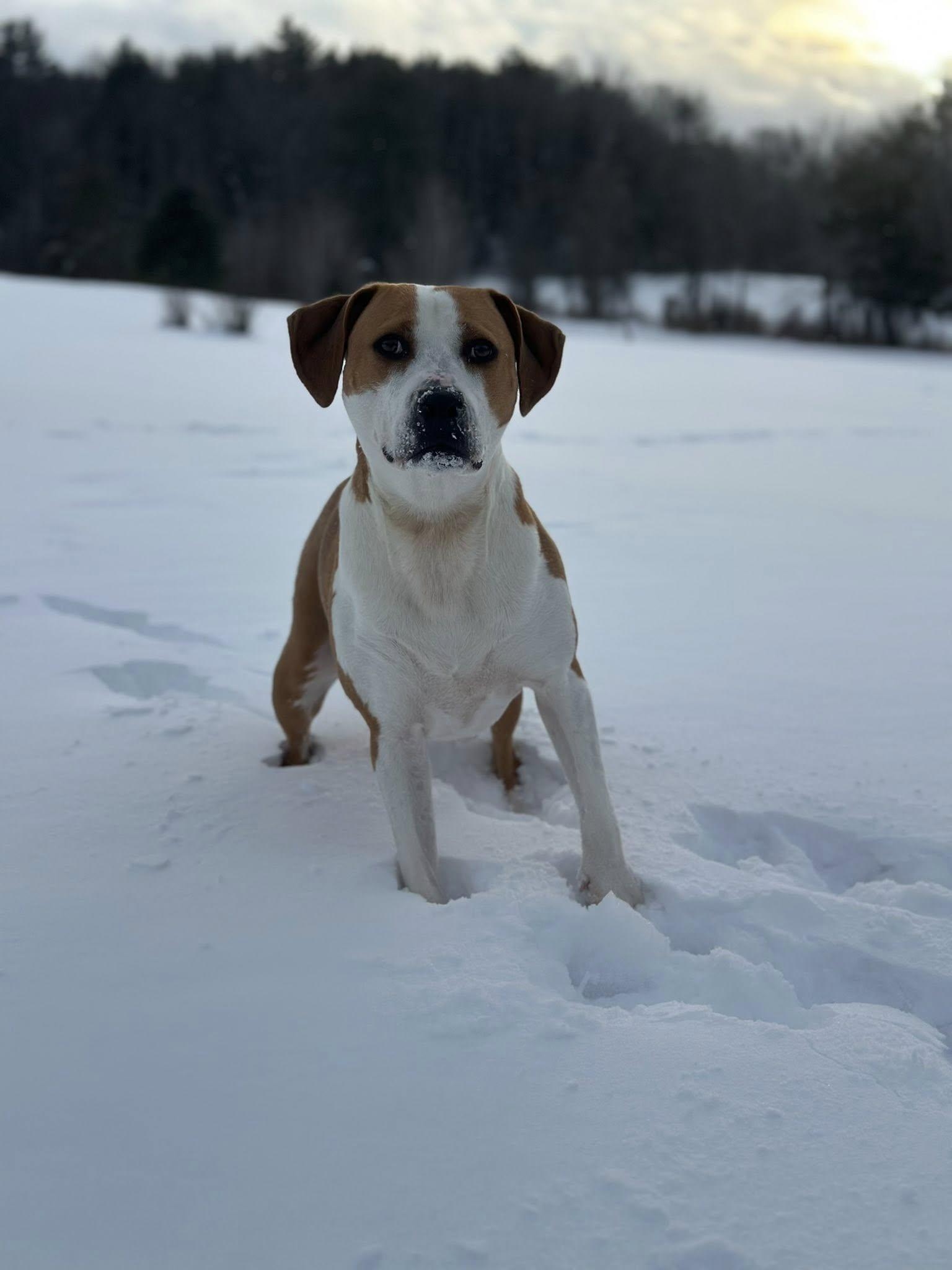 Enlarge Roxy, a ADOPTABLE mixed breed in Randolph Center, VT image 1/2