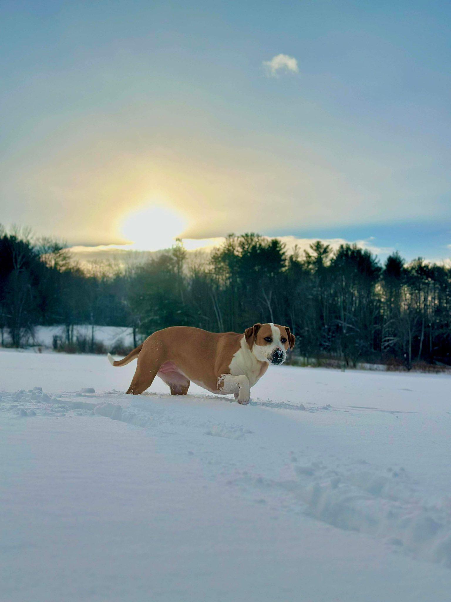 Enlarge Roxy, a ADOPTABLE mixed breed in Randolph Center, VT image 2/2