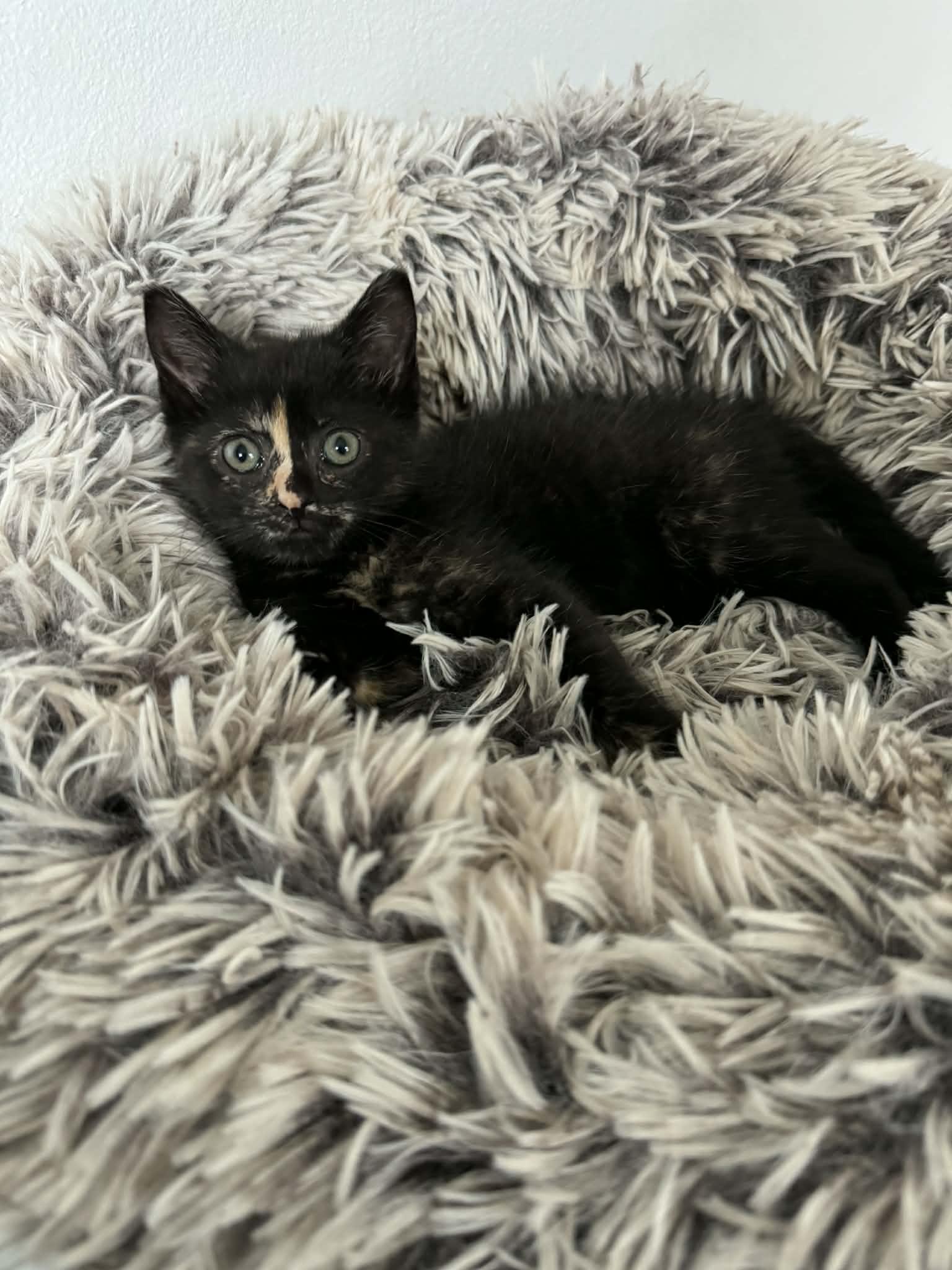 Tiifu, ADOPTABLE, Kitten Female Domestic Short Hair.