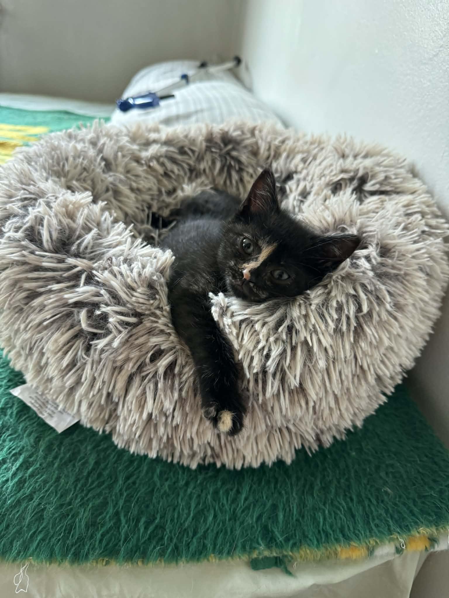 Tiifu, a ADOPTABLE Domestic Short Hair in Milwaukee, WI image 3/3