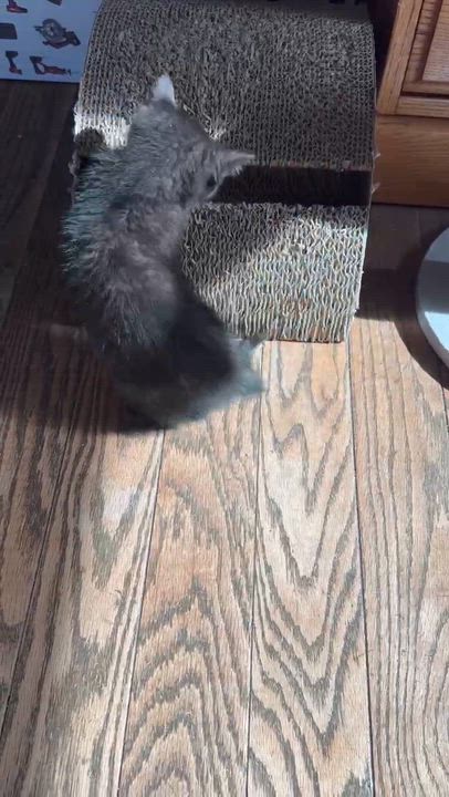 Enlarge Tiifu, a ADOPTABLE Domestic Short Hair in Milwaukee, WI video 2/3