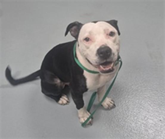 Enlarge DUKE, a Adoptable Pit Bull Terrier in Saint Cloud, FL image 1/1