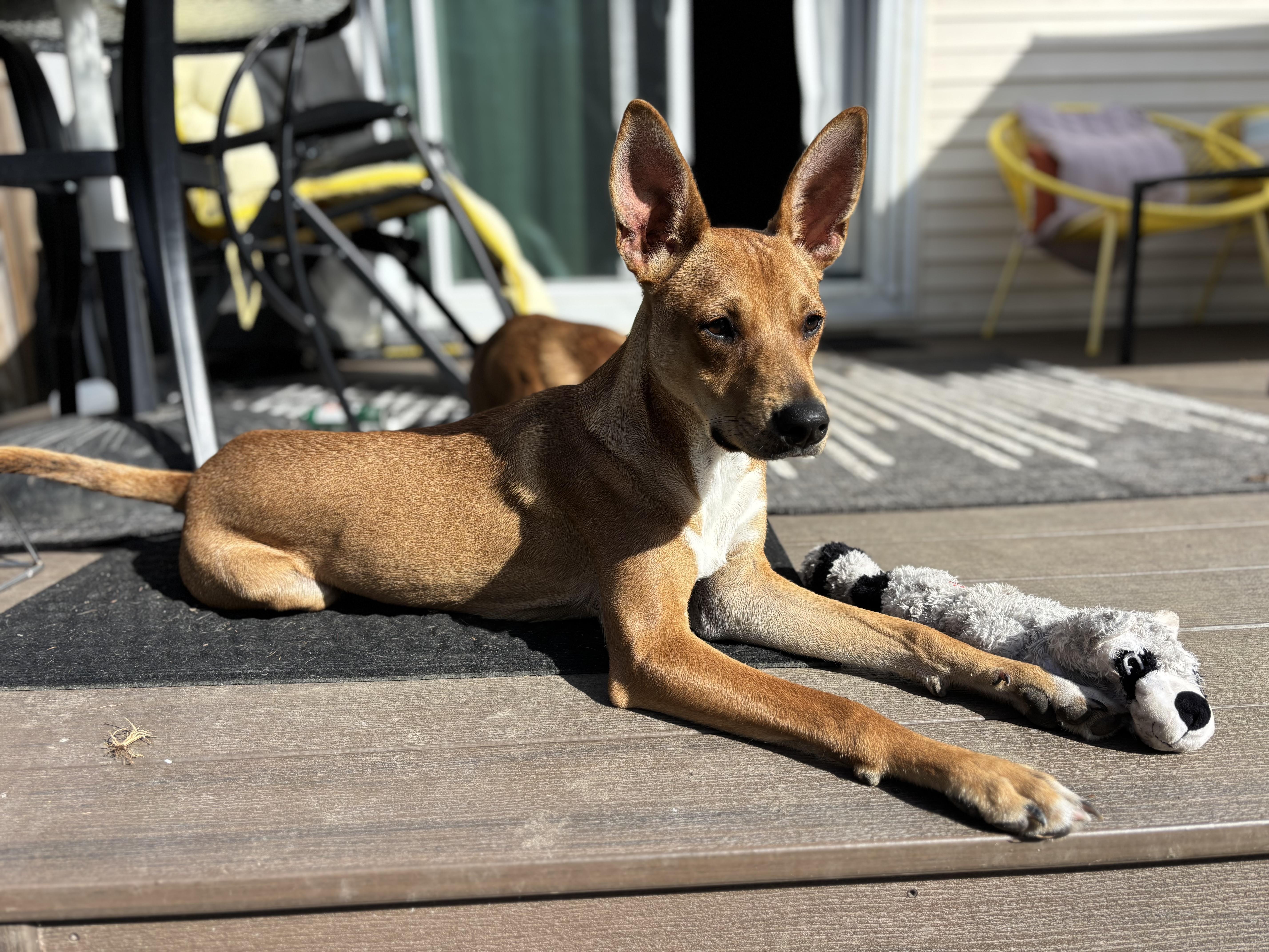 Enlarge Jimin, an adopted mixed breed in Ypsilanti, MI image 1/5