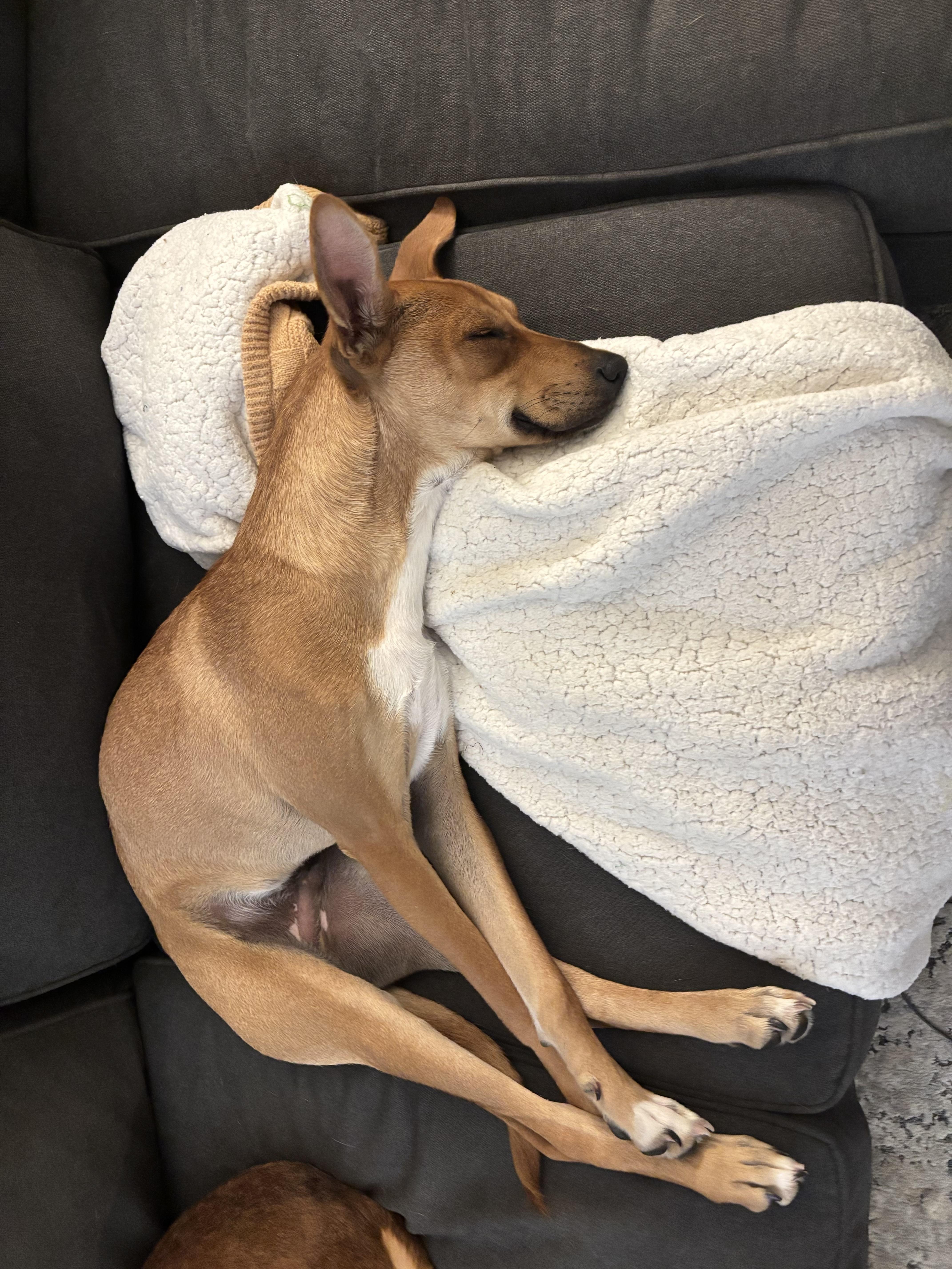 Enlarge Jimin, an adopted mixed breed in Ypsilanti, MI image 3/5