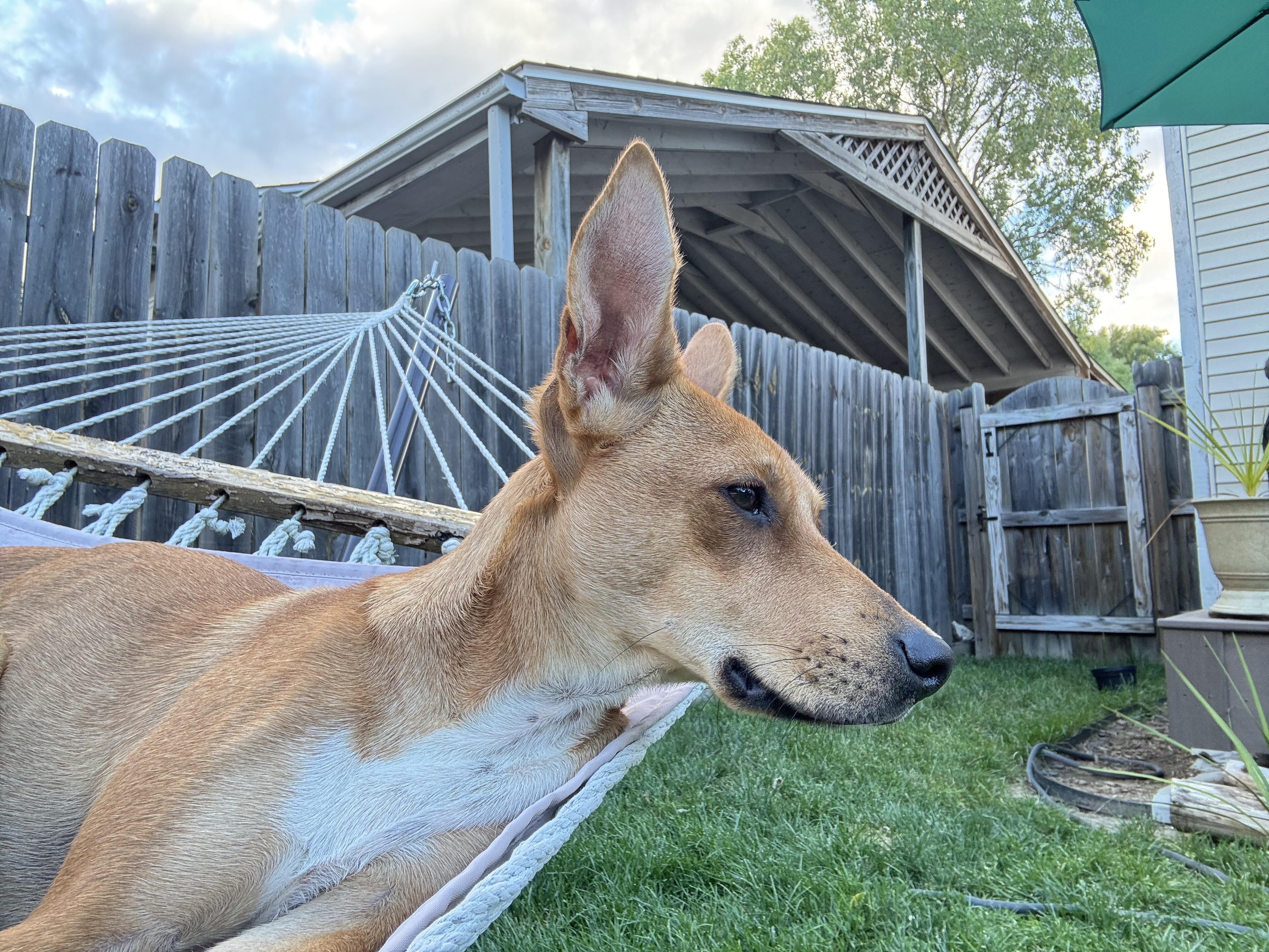 Enlarge Jimin, an adopted mixed breed in Ypsilanti, MI image 5/5