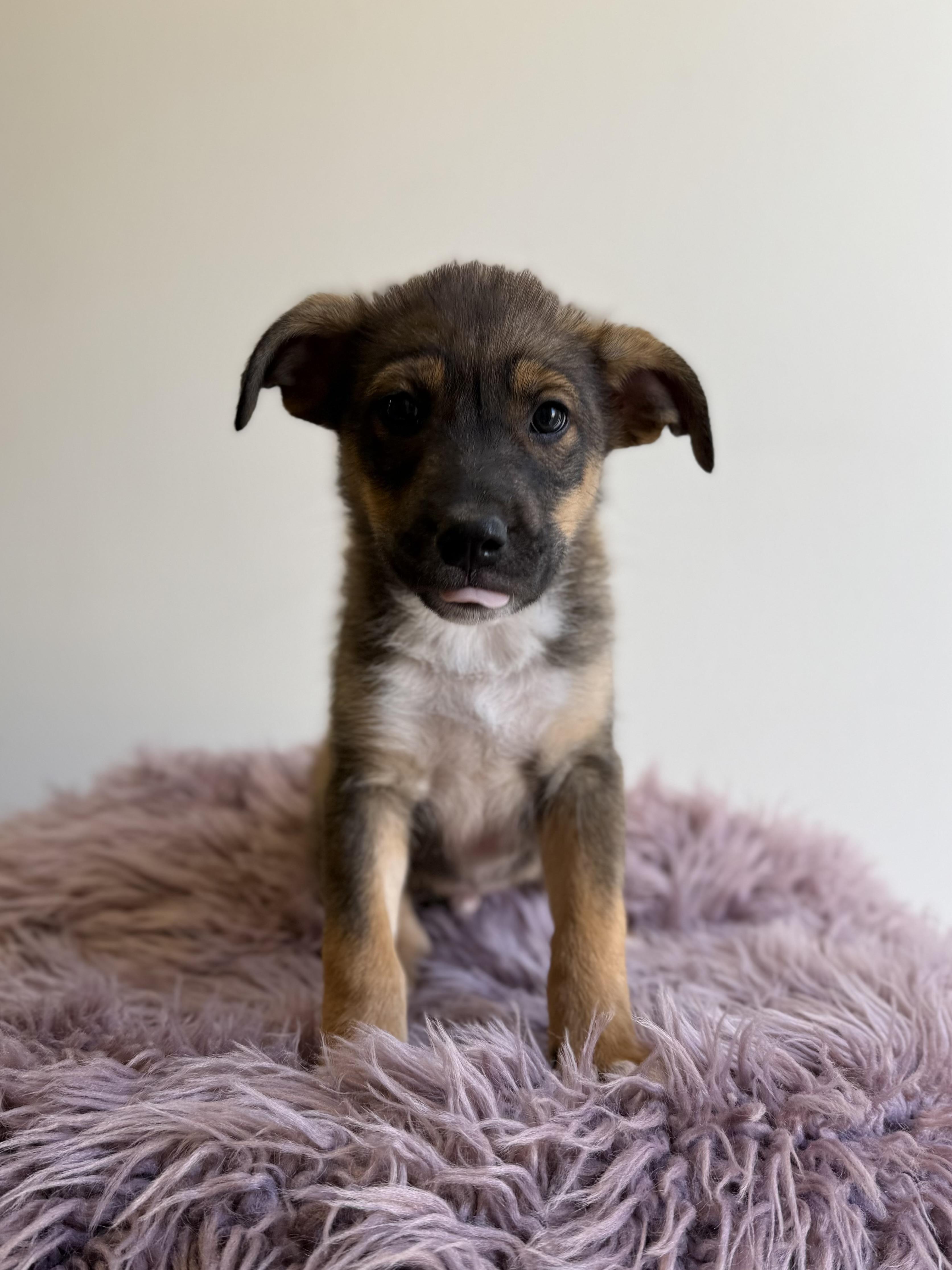 Lew Zealand, an adopted mixed breed in Eagle, CO image 4/6
