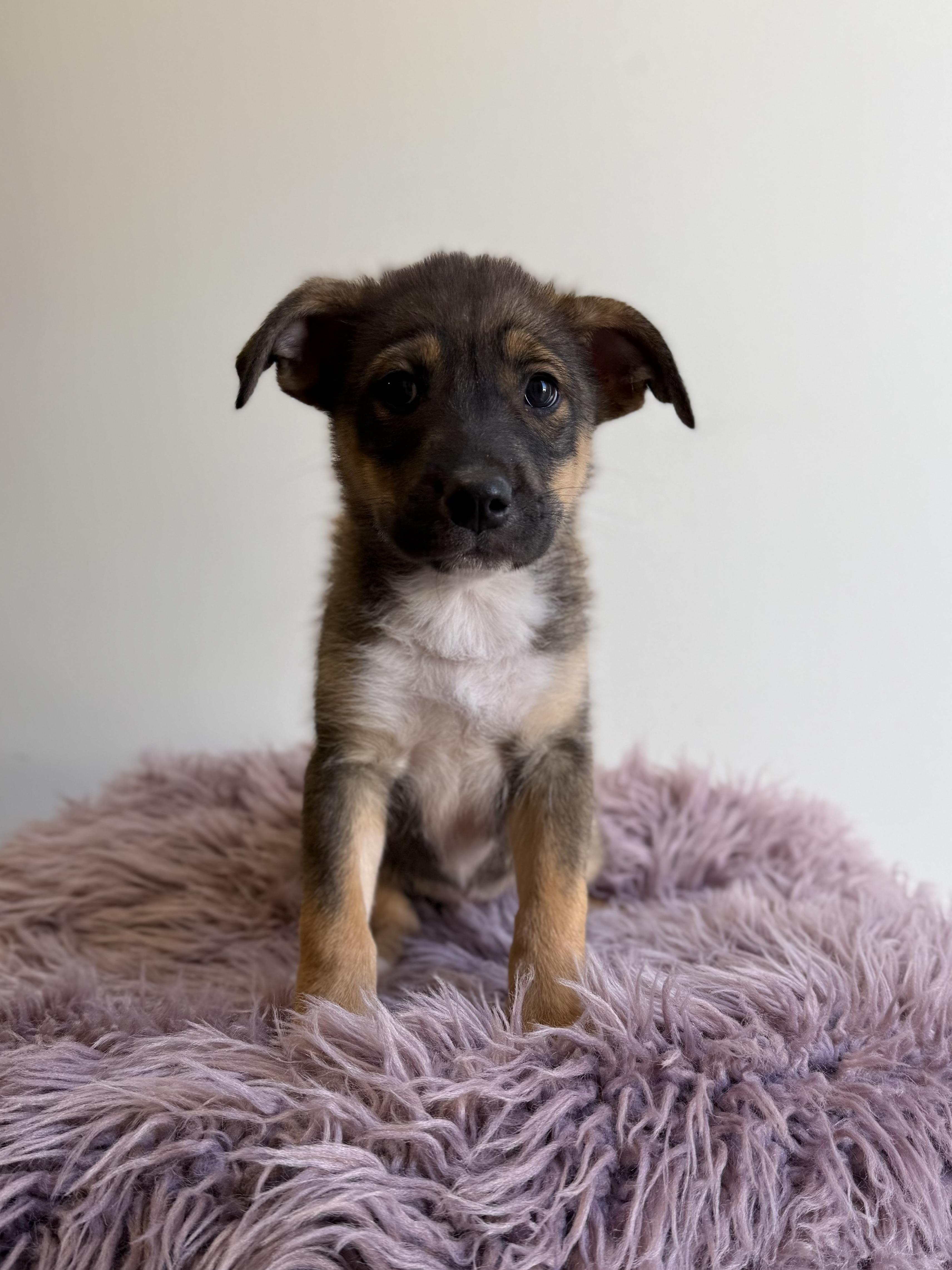 Lew Zealand, an adopted mixed breed in Eagle, CO image 6/6