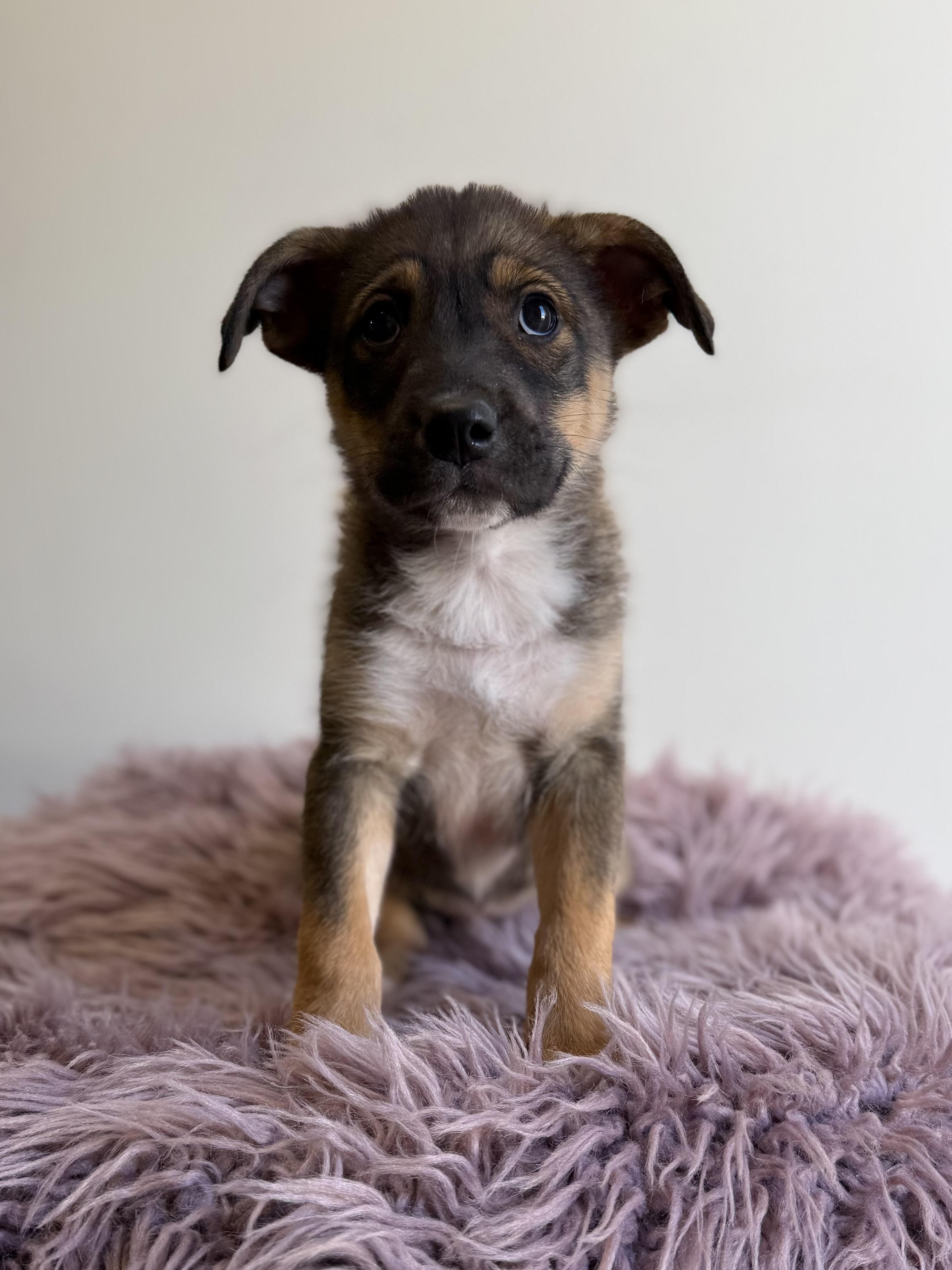 Lew Zealand, an adopted mixed breed in Eagle, CO image 2/6