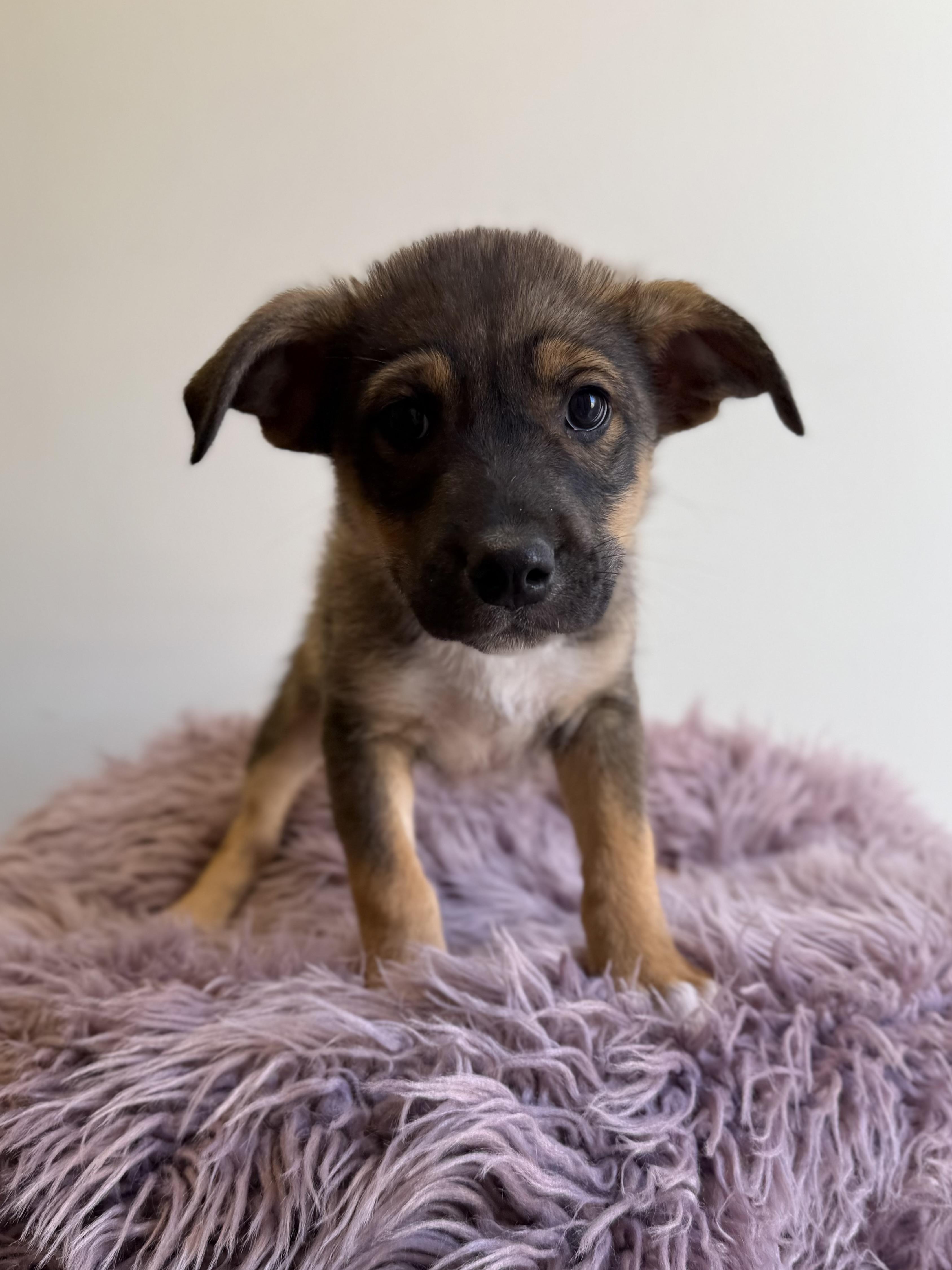 Lew Zealand, an adopted mixed breed in Eagle, CO image 5/6