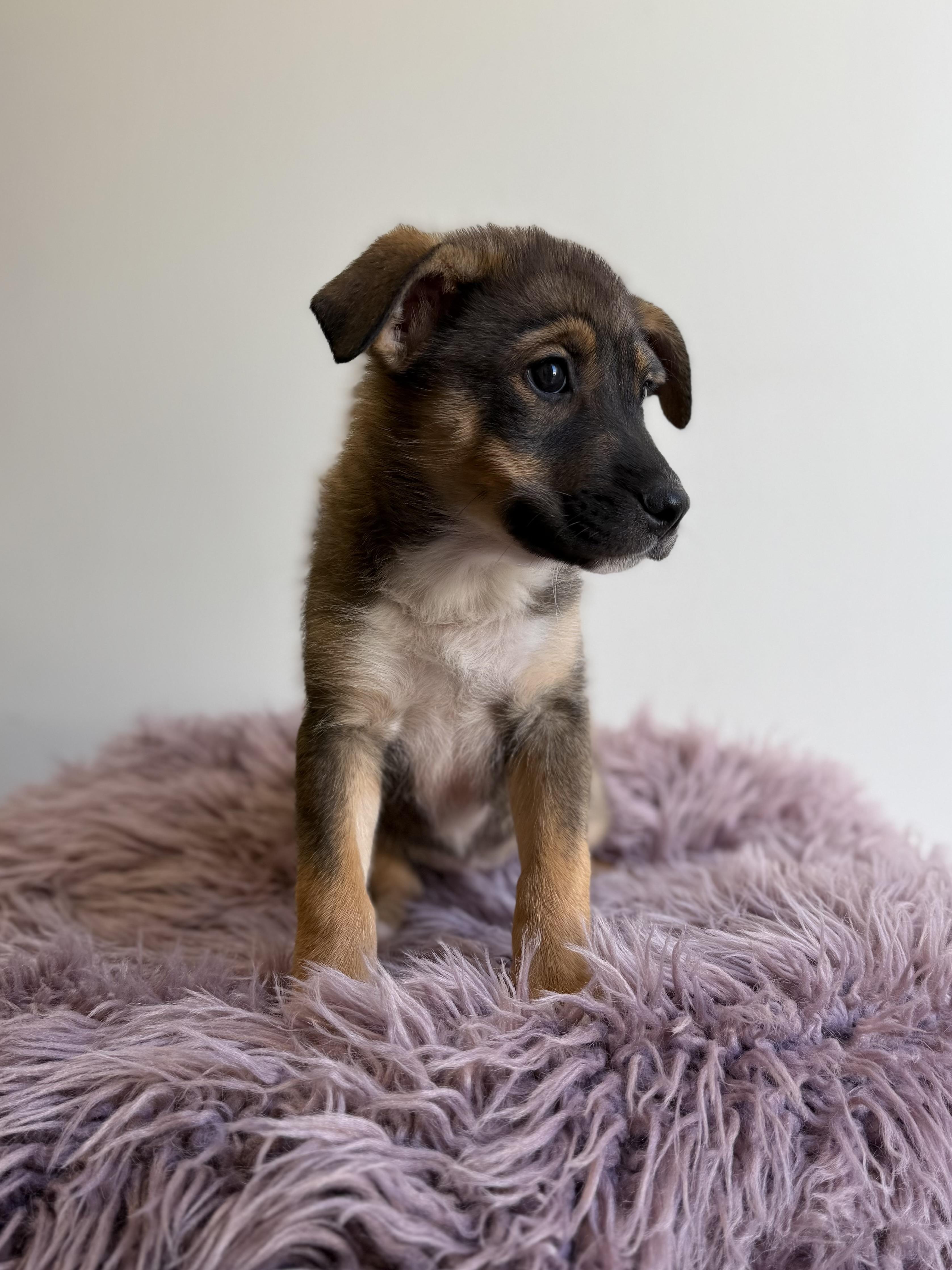 Lew Zealand, an adopted mixed breed in Eagle, CO image 3/6