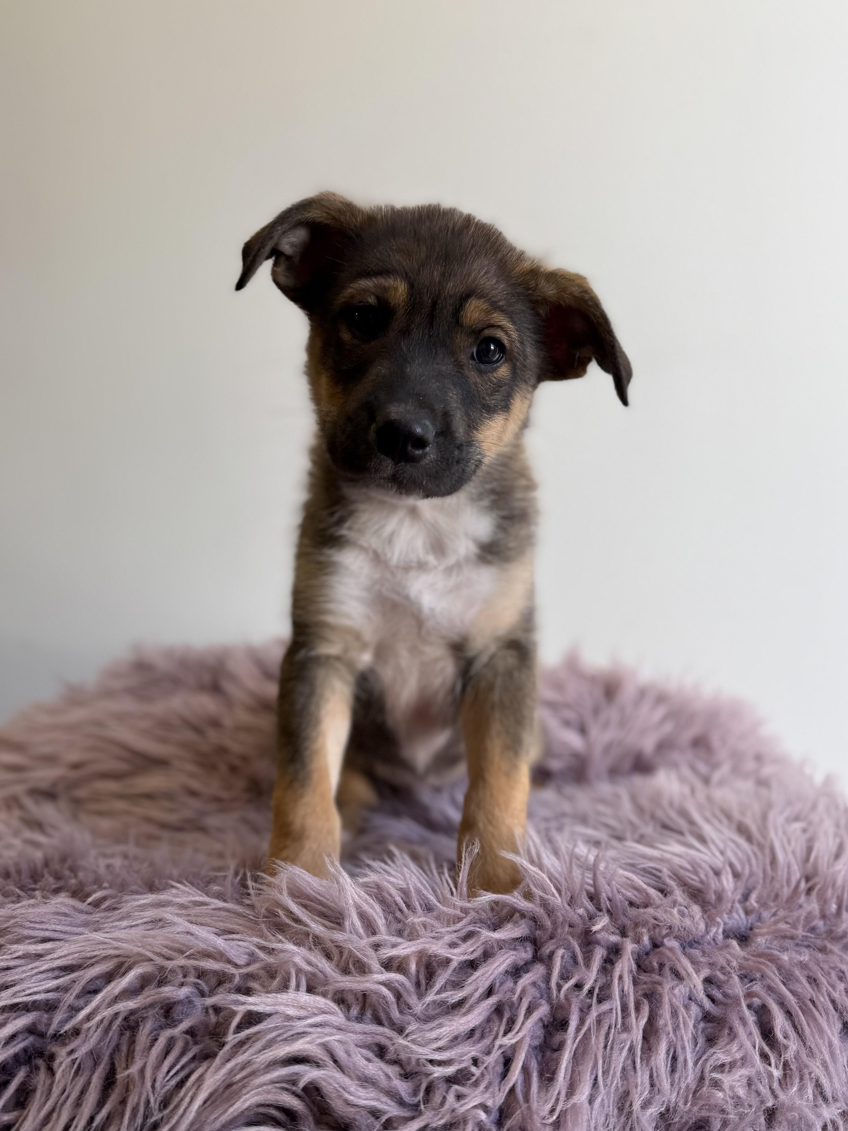 Lew Zealand, adopted, Puppy Male Terrier & Border Collie.