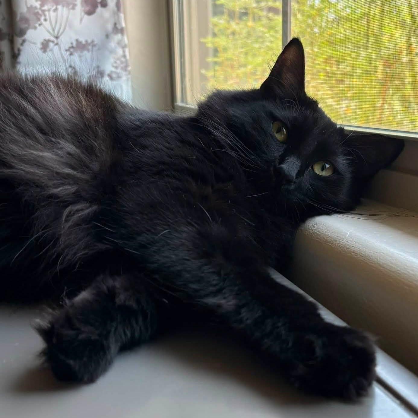 Denver, an adoptable Domestic Long Hair in Queen Creek, AZ image 2/5