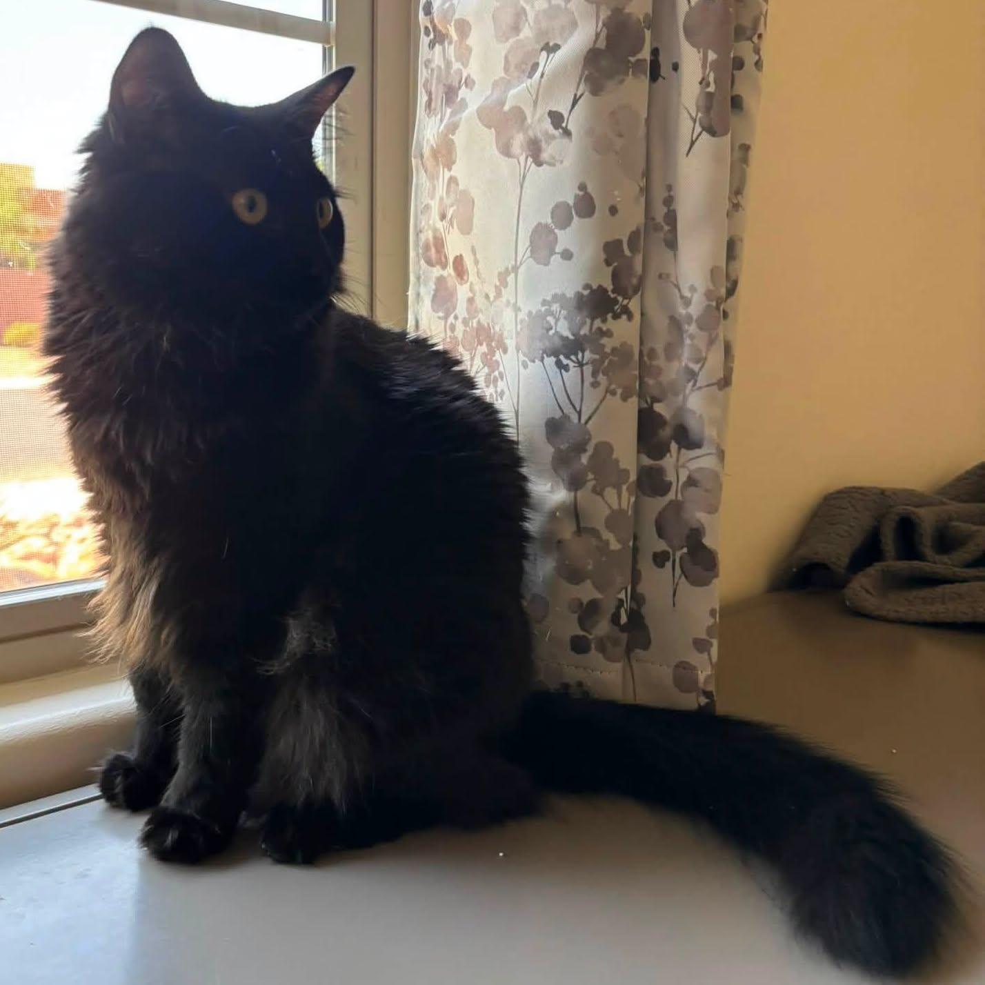 Denver, an adoptable Domestic Long Hair in Queen Creek, AZ image 3/5
