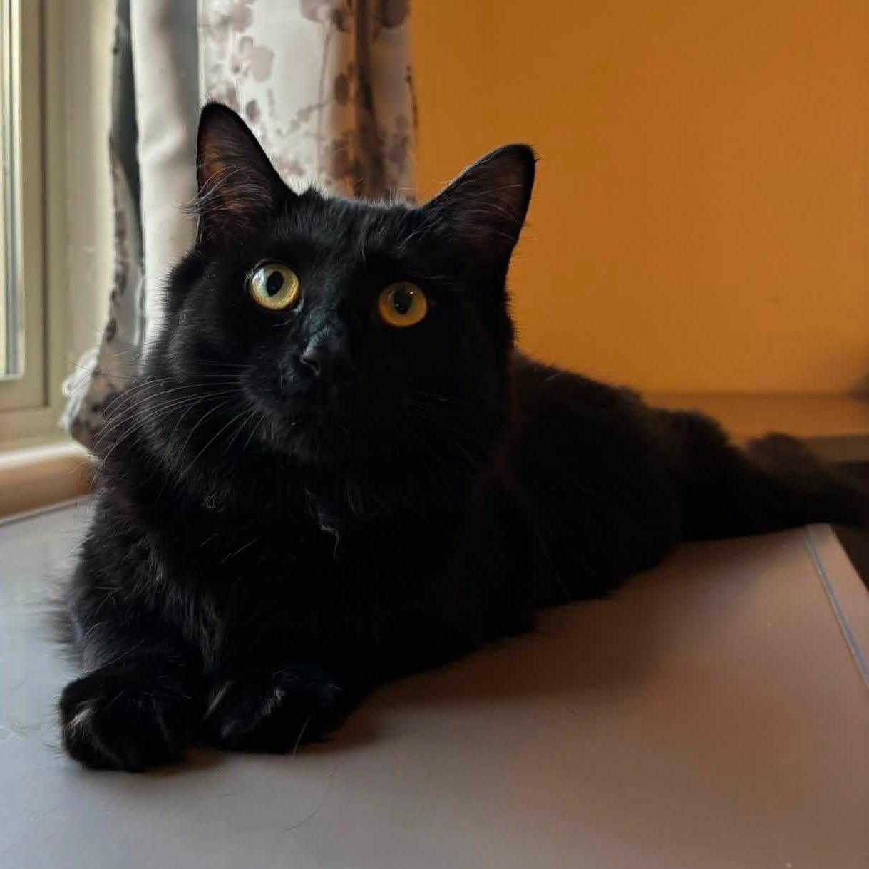 Denver, adoptable, Kitten Female Domestic Long Hair.