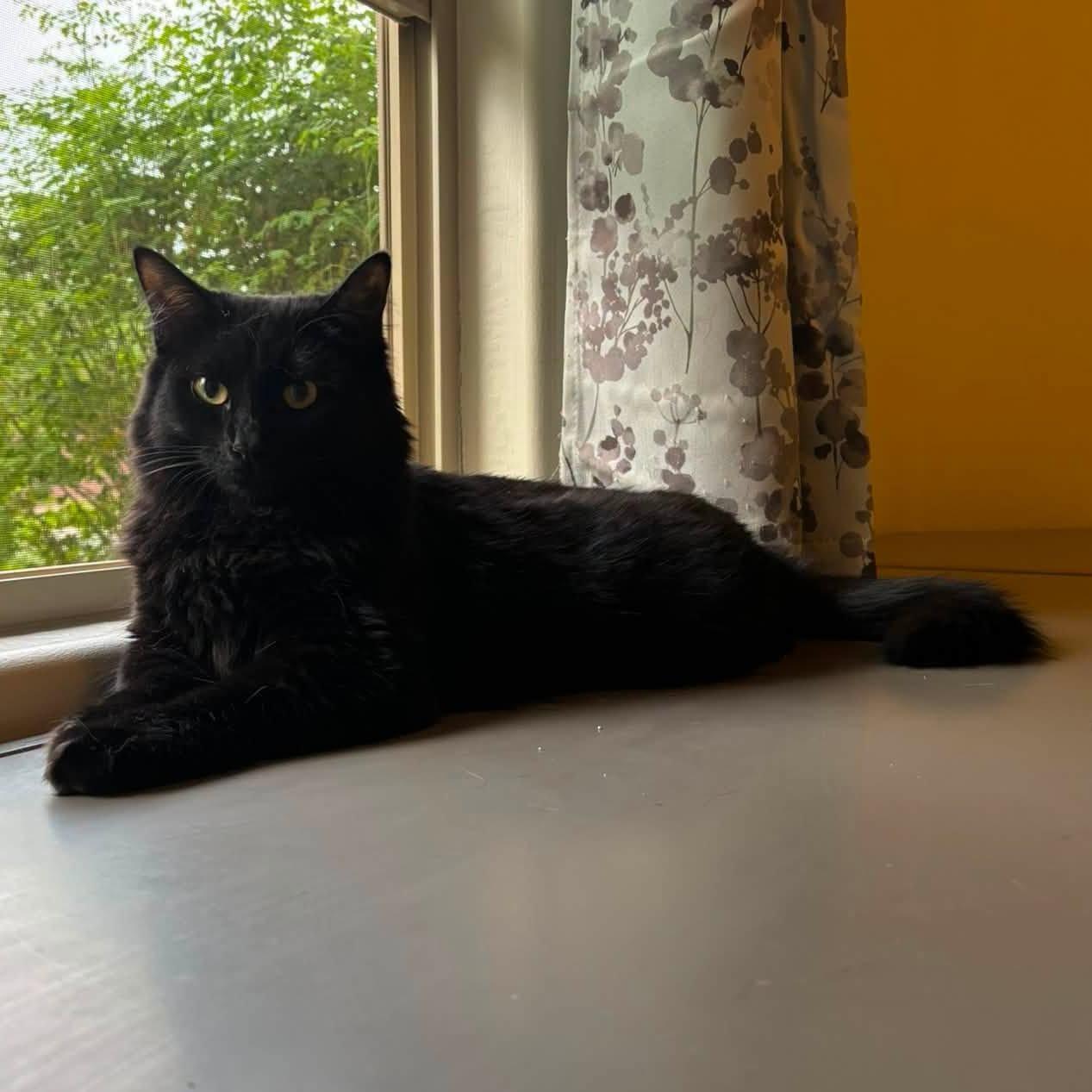 Denver, an adoptable Domestic Long Hair in Queen Creek, AZ image 4/5