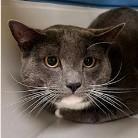 Enlarge Archie, a ADOPTABLE Domestic Short Hair in St. Augustine, FL image 1/1