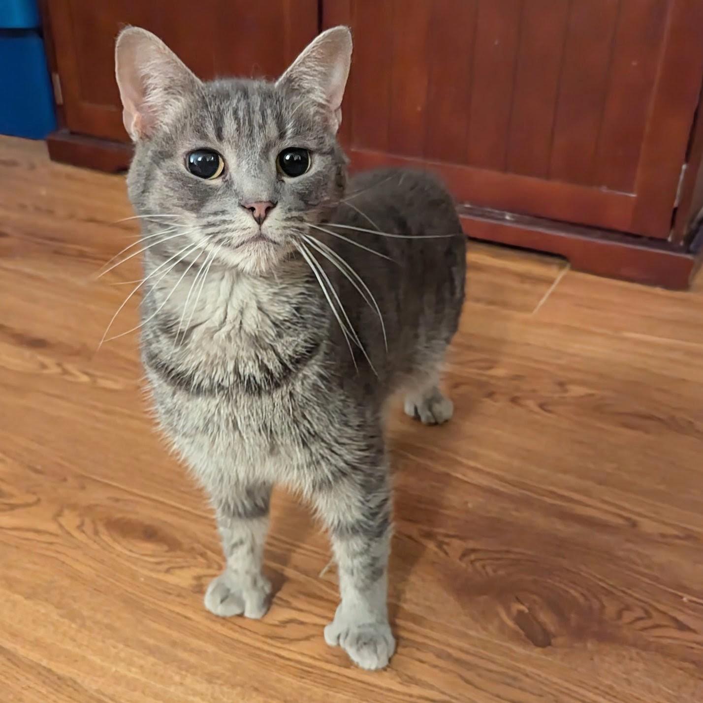 Enlarge Tiny Toe Kitty ("Windy"), a Adoptable Extra-Toes Cat / Hemingway Polydactyl in Fairborn, OH image 1/5