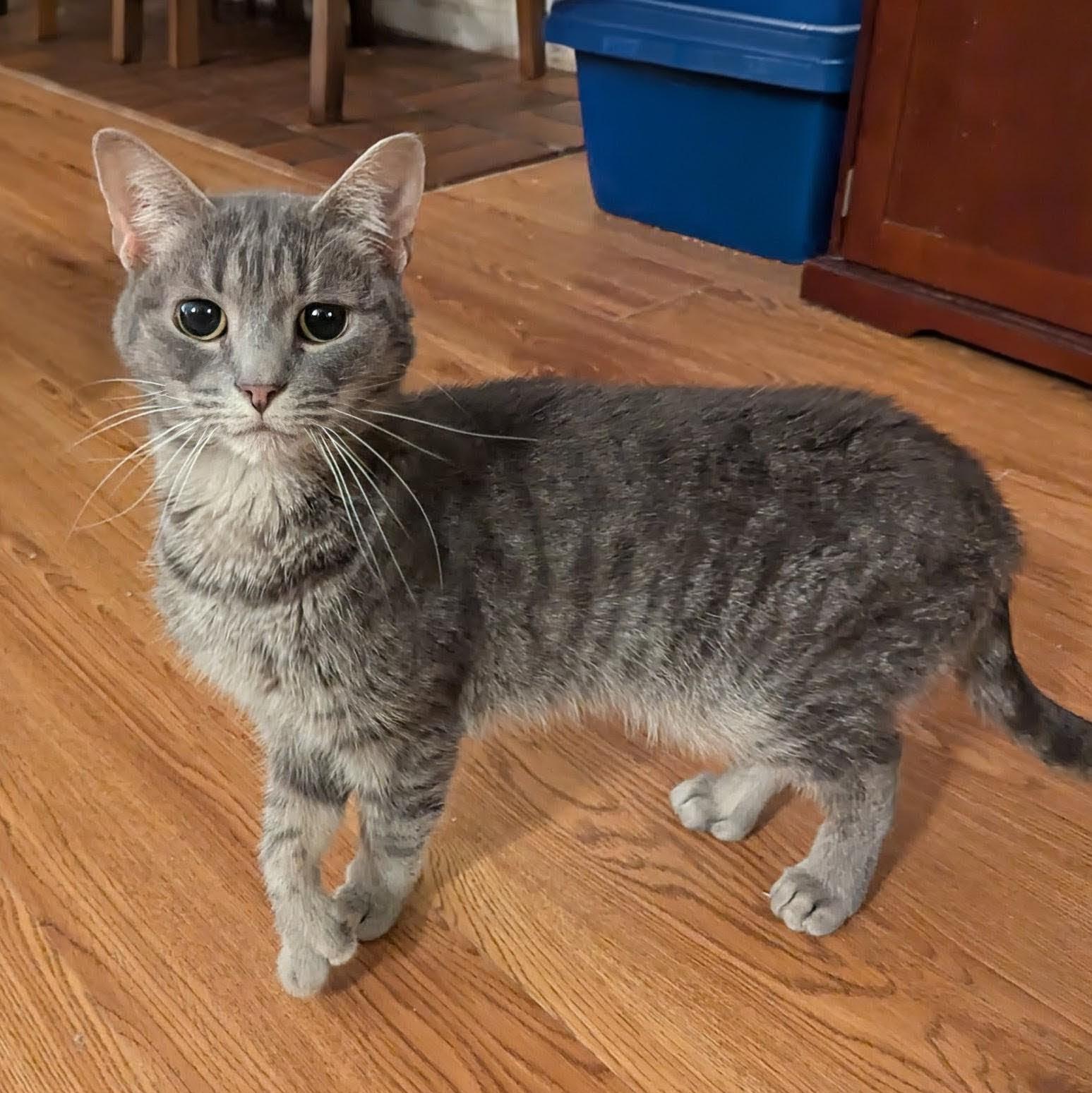 Enlarge Tiny Toe Kitty ("Windy"), a Adoptable Extra-Toes Cat / Hemingway Polydactyl in Fairborn, OH image 2/5
