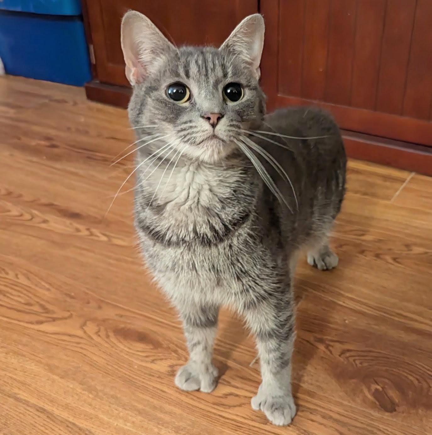 Enlarge Tiny Toe Kitty ("Windy"), a Adoptable Extra-Toes Cat / Hemingway Polydactyl in Fairborn, OH image 3/5