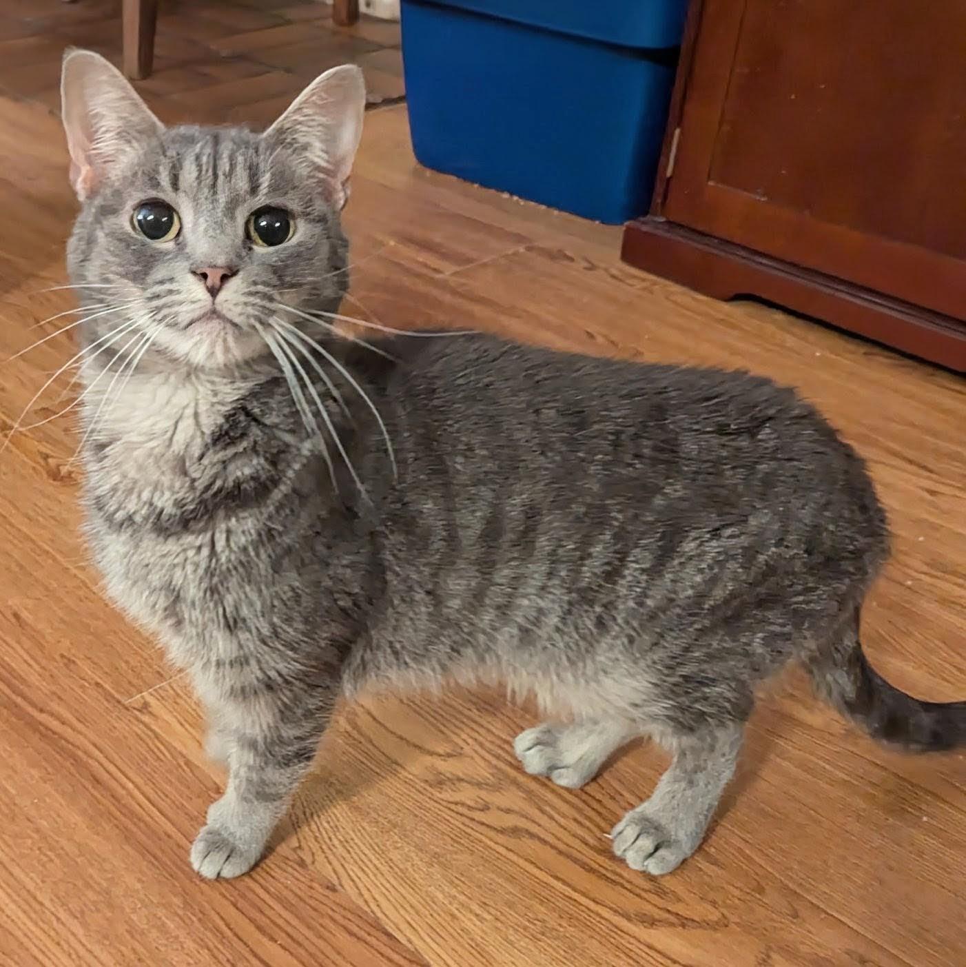 Enlarge Tiny Toe Kitty ("Windy"), a Adoptable Extra-Toes Cat / Hemingway Polydactyl in Fairborn, OH image 4/5