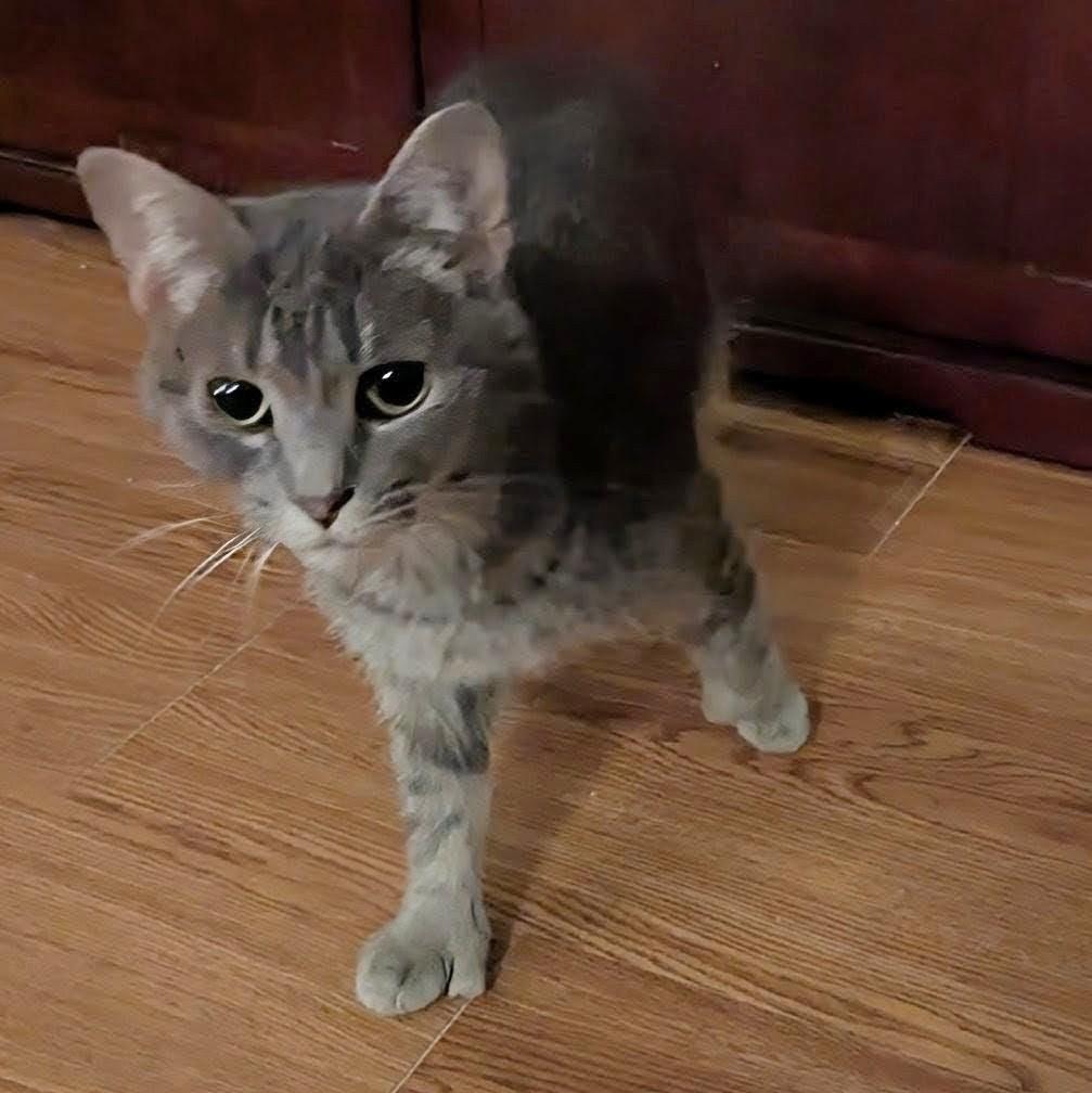 Tiny Toe Kitty ("Windy") — thumbnail 5