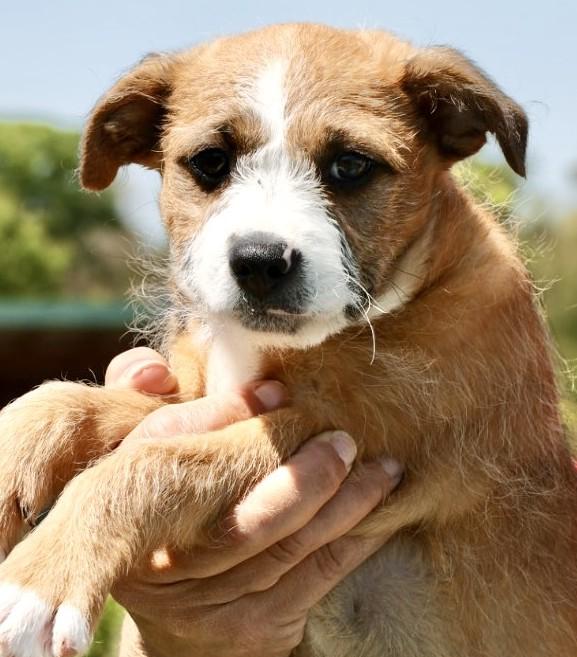 2026Turnip, an adopted mixed breed in Frederick, MD image 1/6