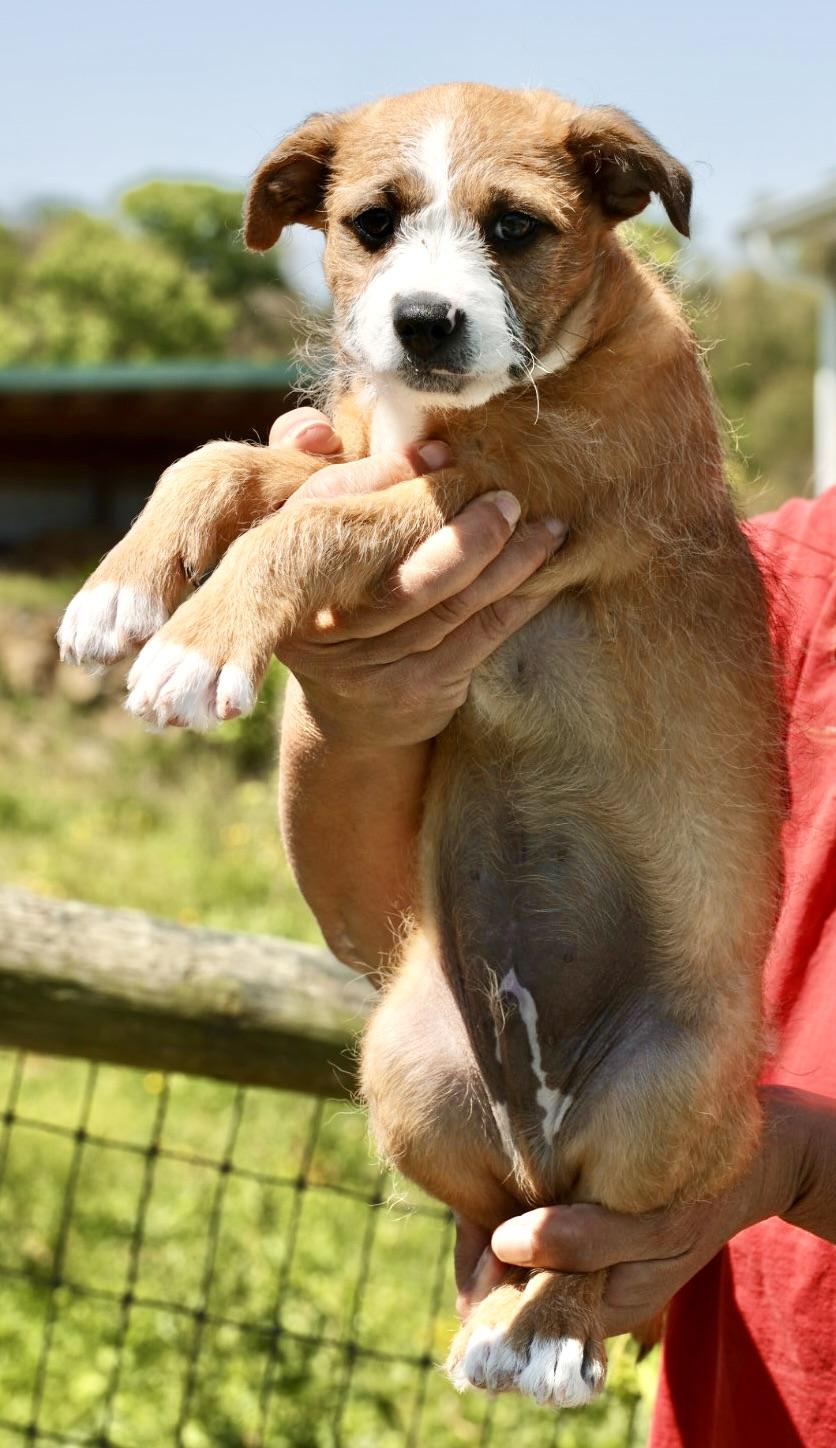 2026Turnip, an adopted mixed breed in Frederick, MD image 3/6