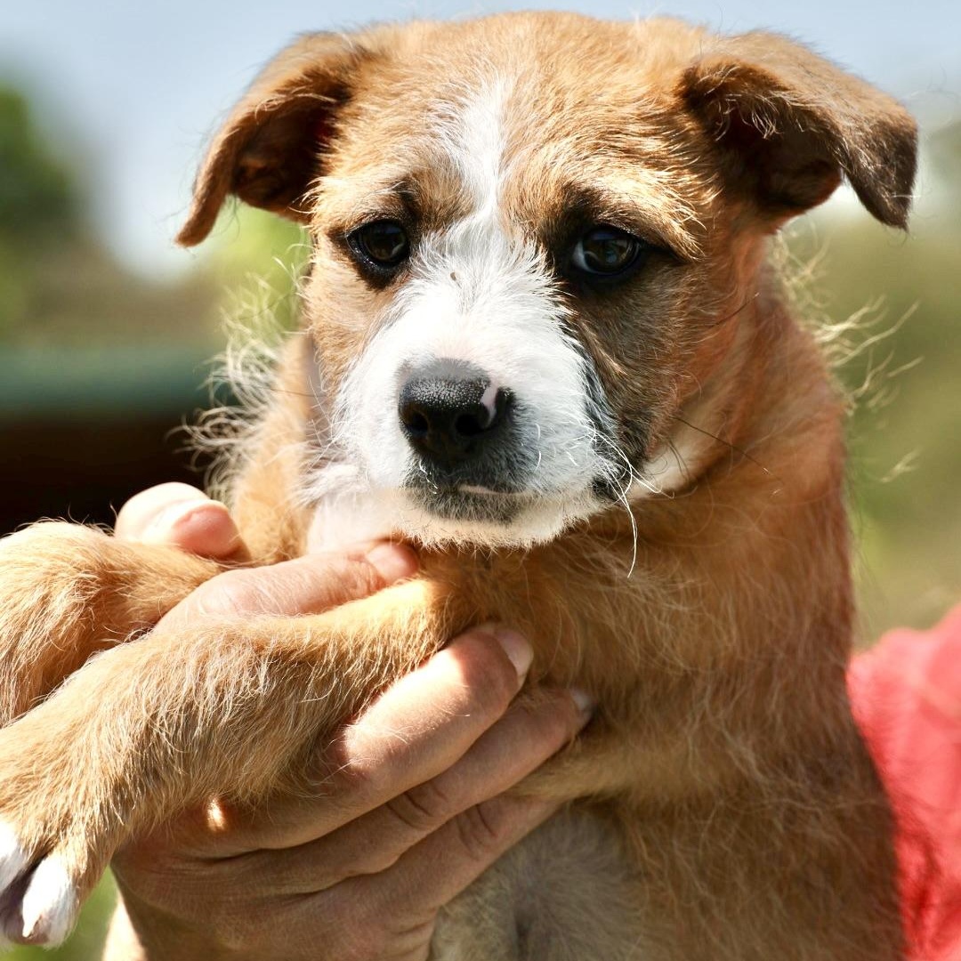 2026Turnip, an adopted mixed breed in Frederick, MD image 2/6