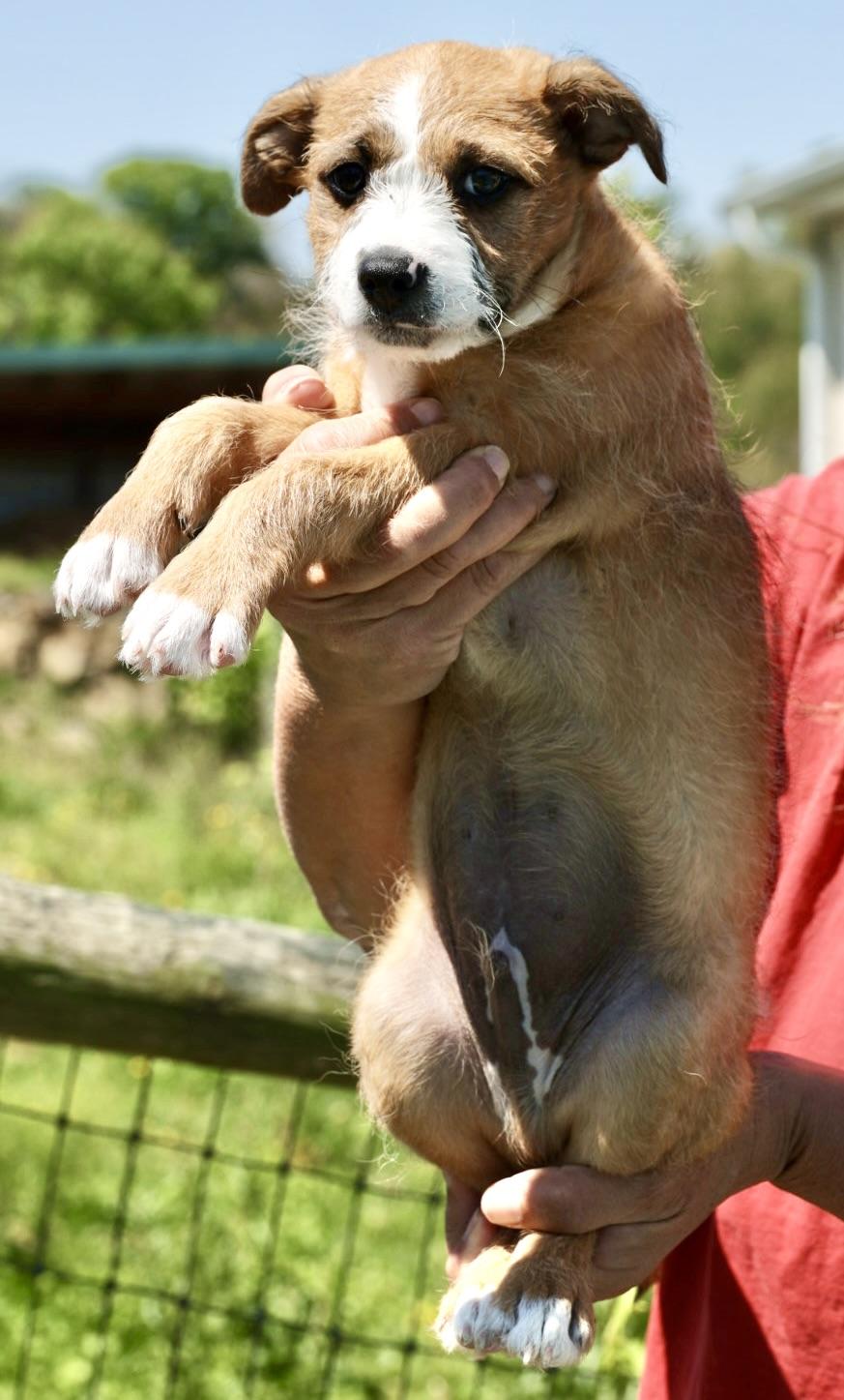 2026Turnip, an adopted mixed breed in Frederick, MD image 5/6