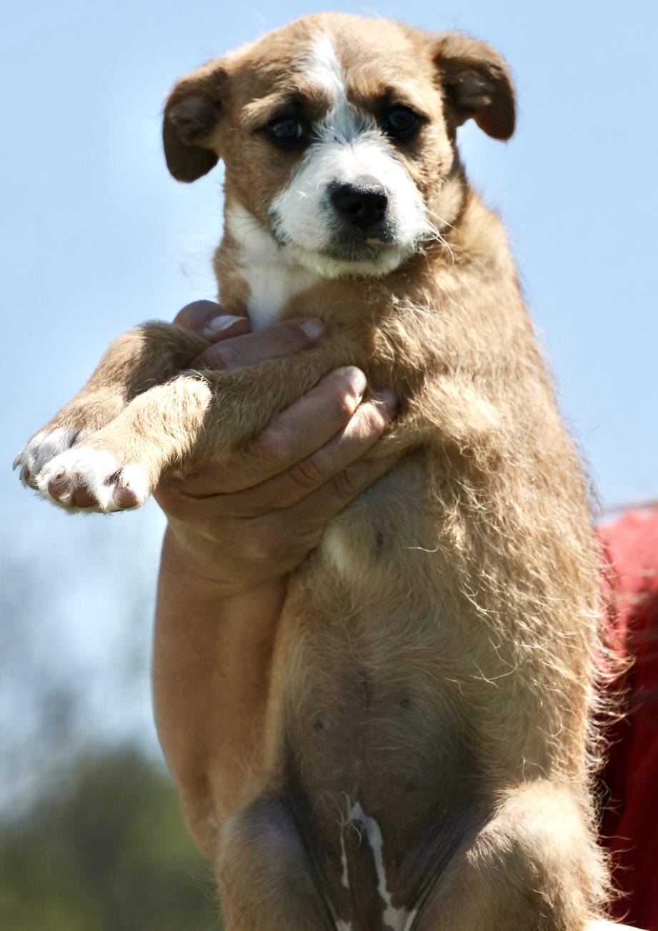 2026Turnip, an adopted mixed breed in Frederick, MD image 4/6
