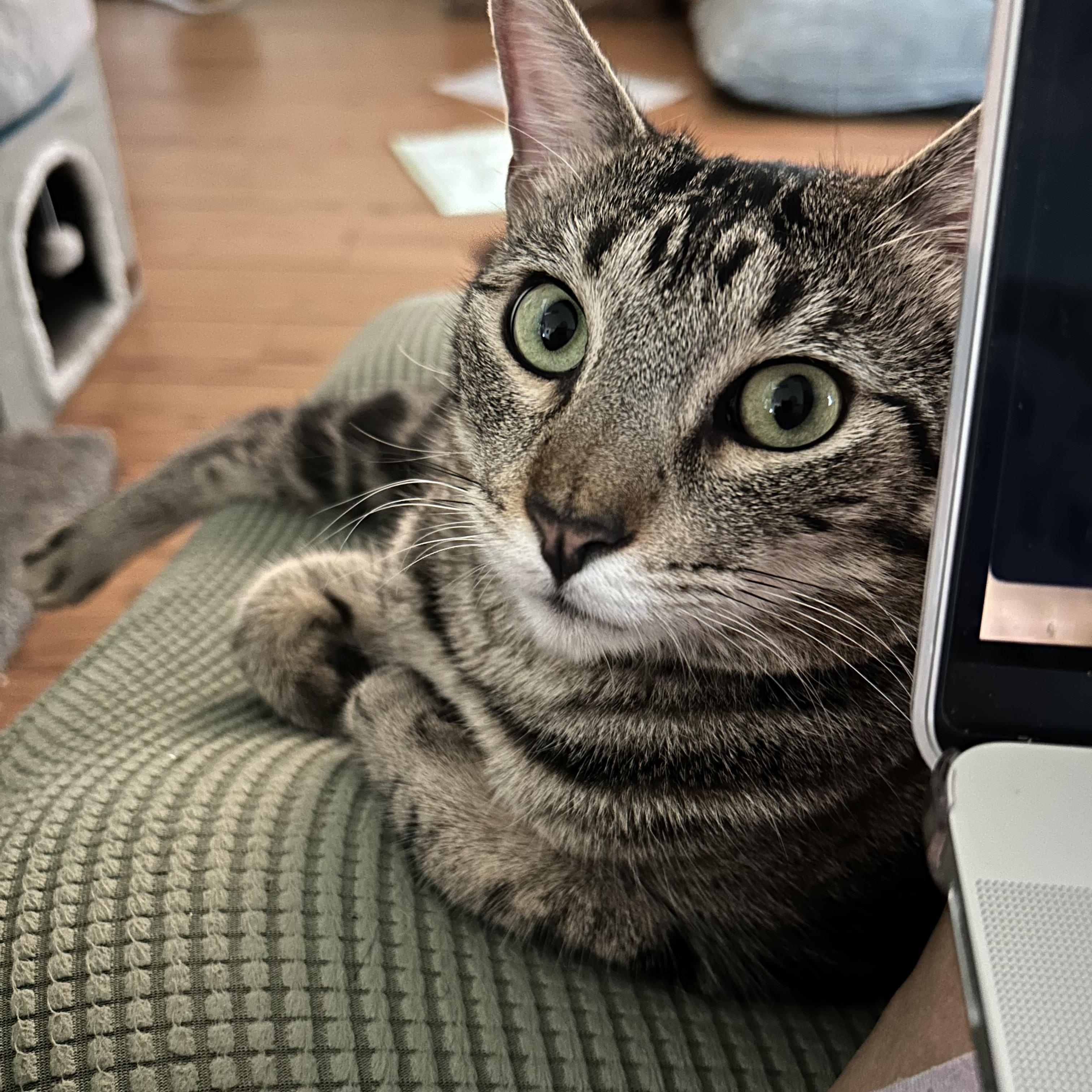 Buddy, a Adoptable Tabby in Houston, TX image 3/6