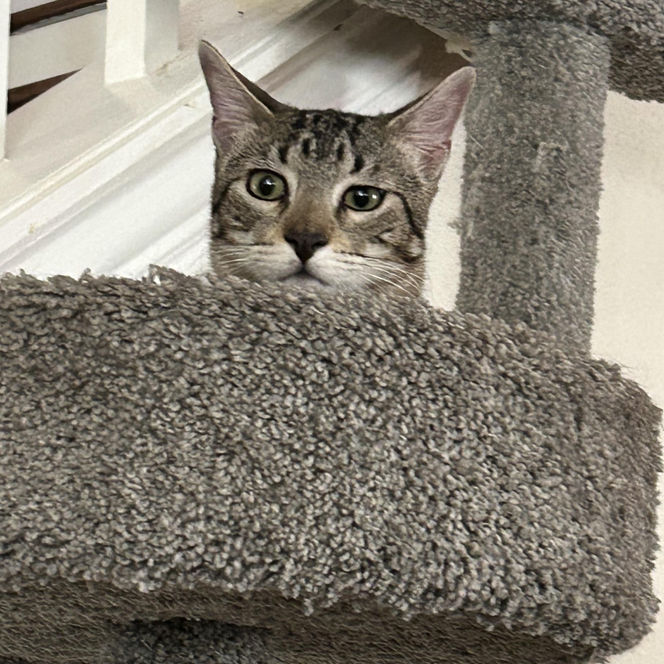 Enlarge Buddy, a Adoptable Tabby in Houston, TX image 3/6