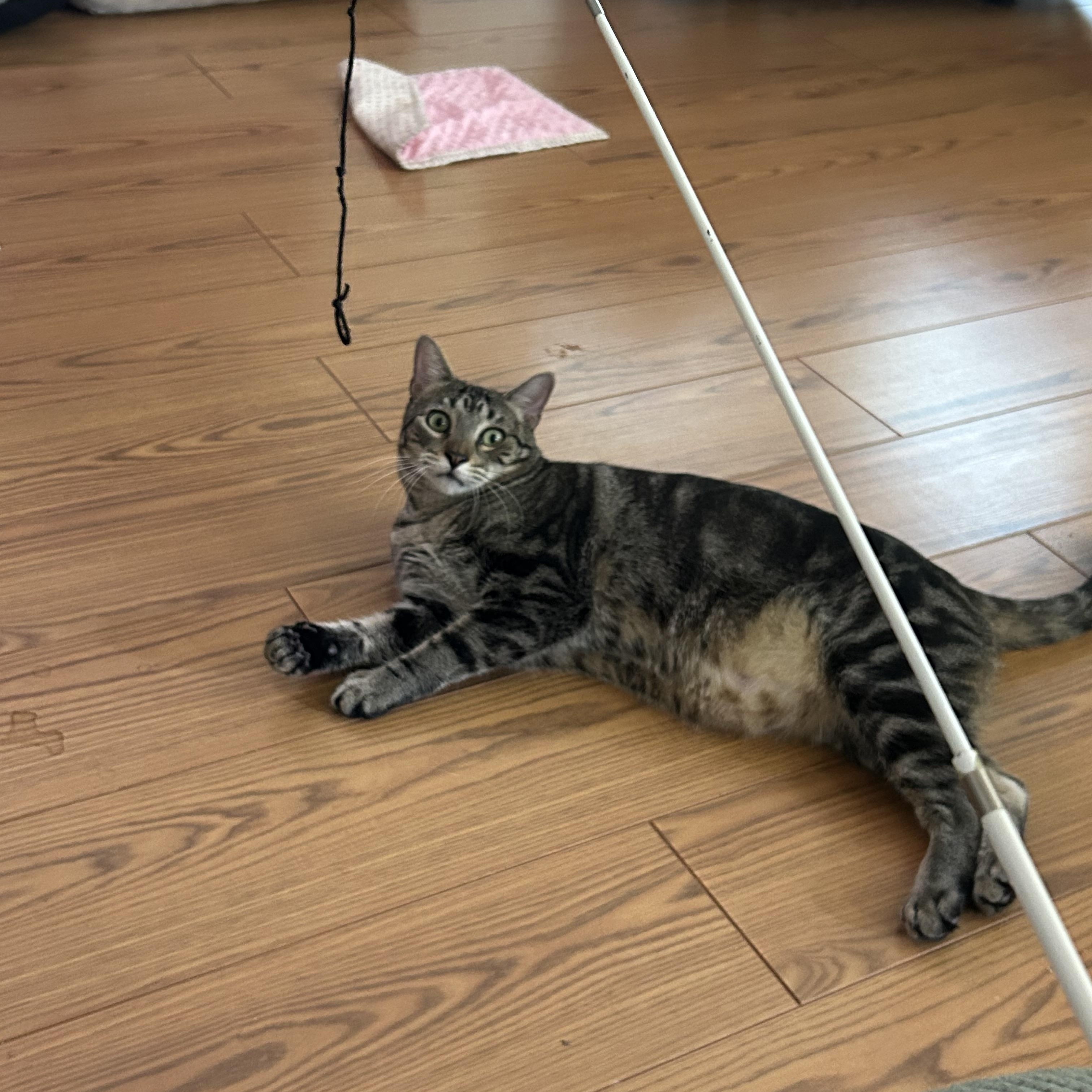 Buddy, a Adoptable Tabby in Houston, TX image 4/6