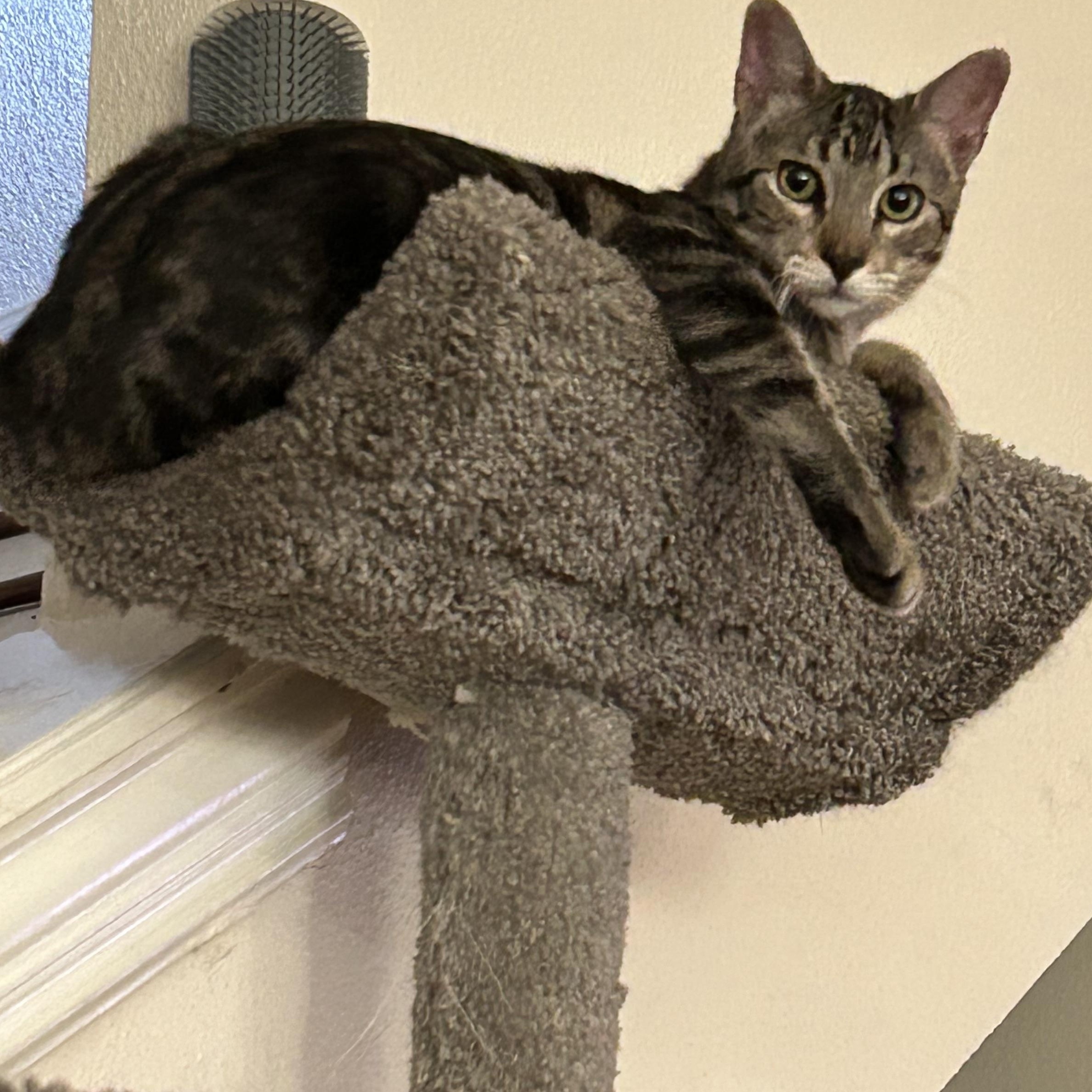 Enlarge Buddy, a Adoptable Tabby in Houston, TX image 4/6