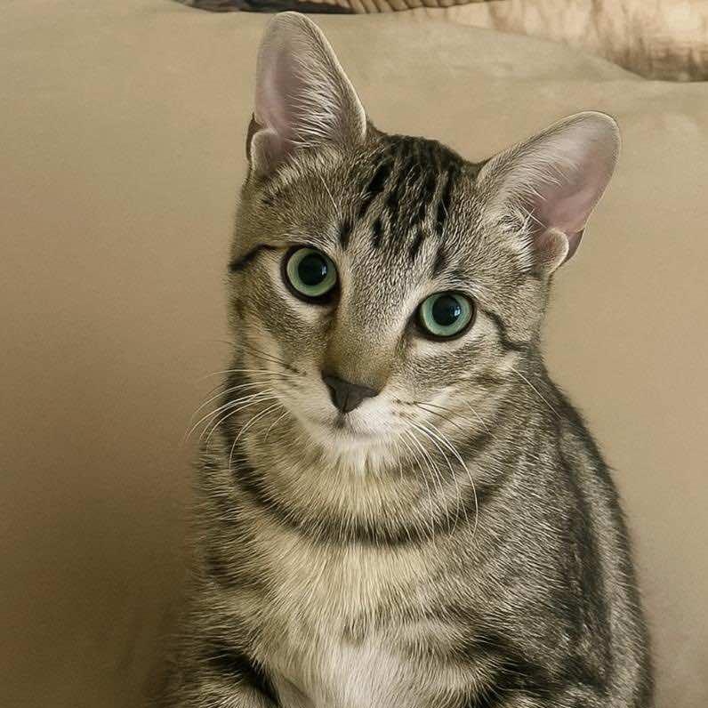 Buddy, Adoptable, Kitten Male Tabby.