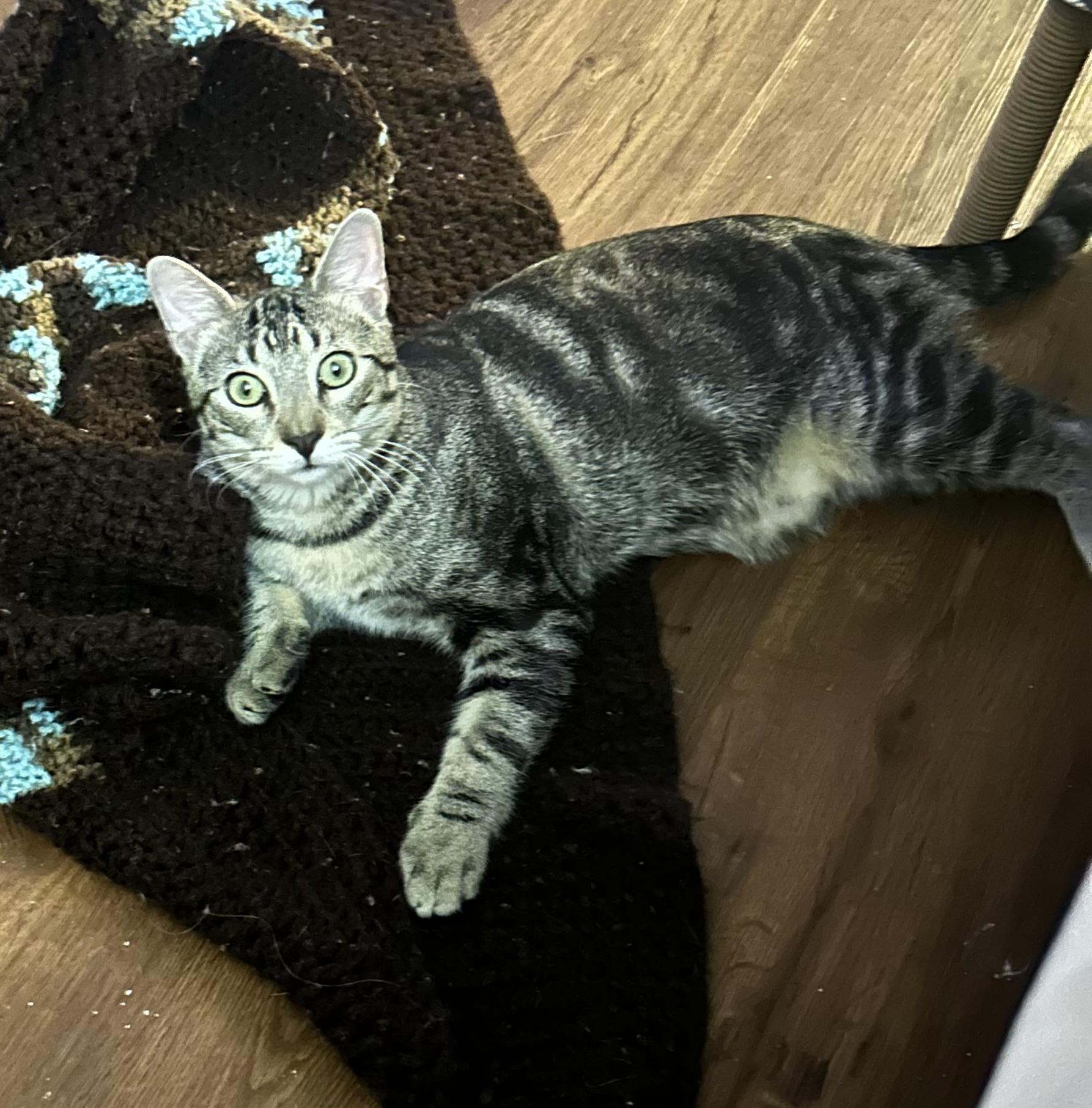 Enlarge Buddy, a Adoptable Tabby in Houston, TX image 2/6