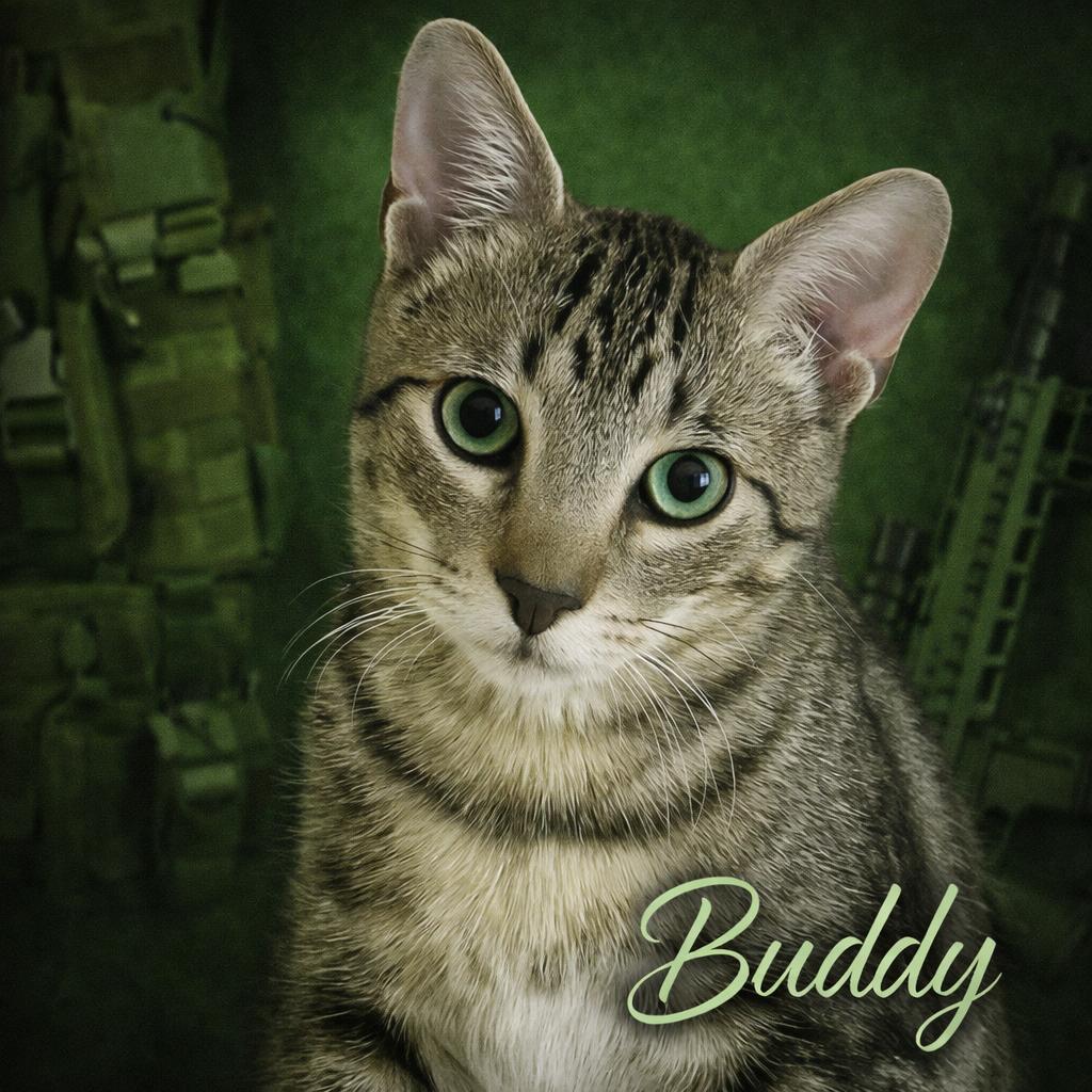 Enlarge Buddy, a Adoptable Tabby in Houston, TX image 1/6