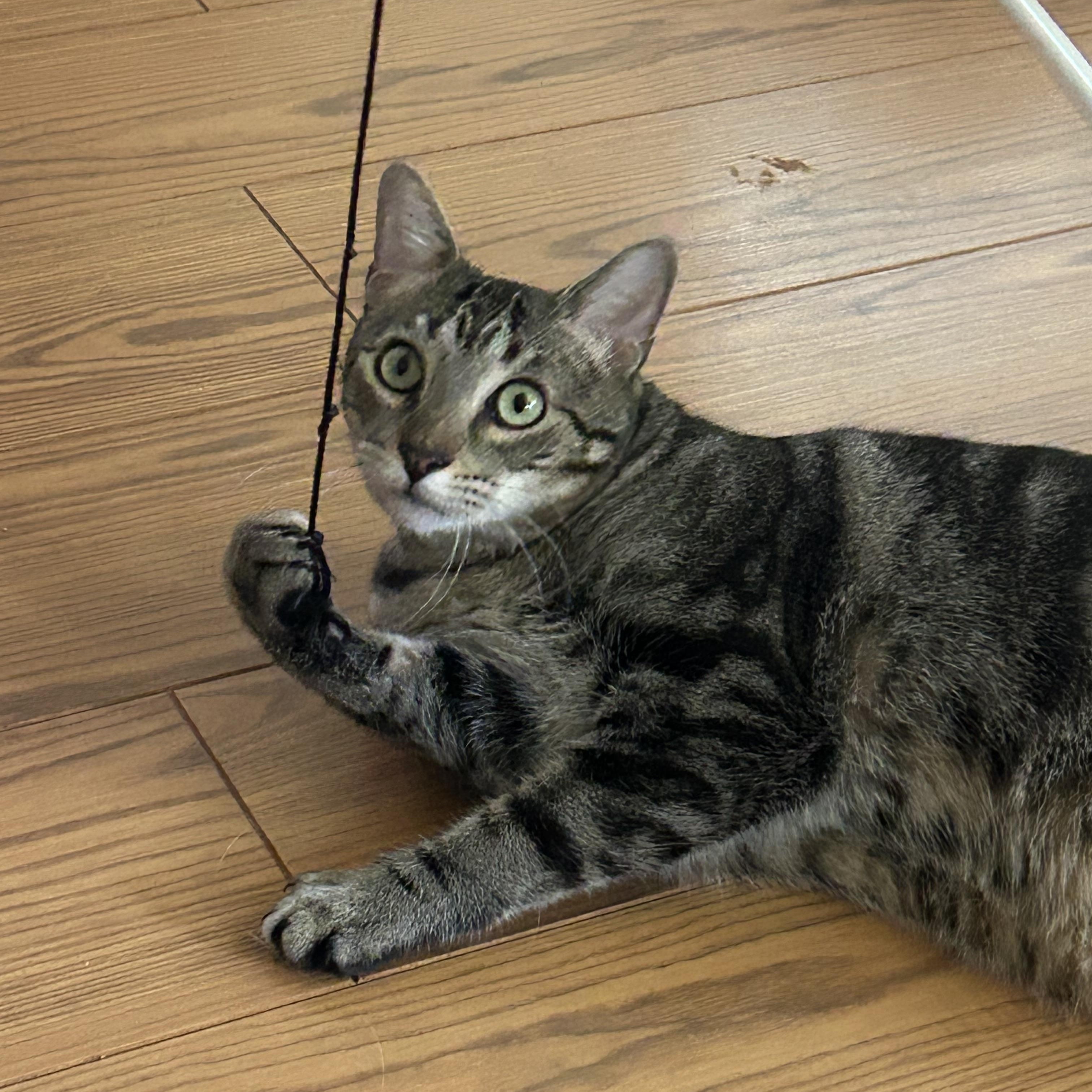 Buddy, a Adoptable Tabby in Houston, TX image 1/6