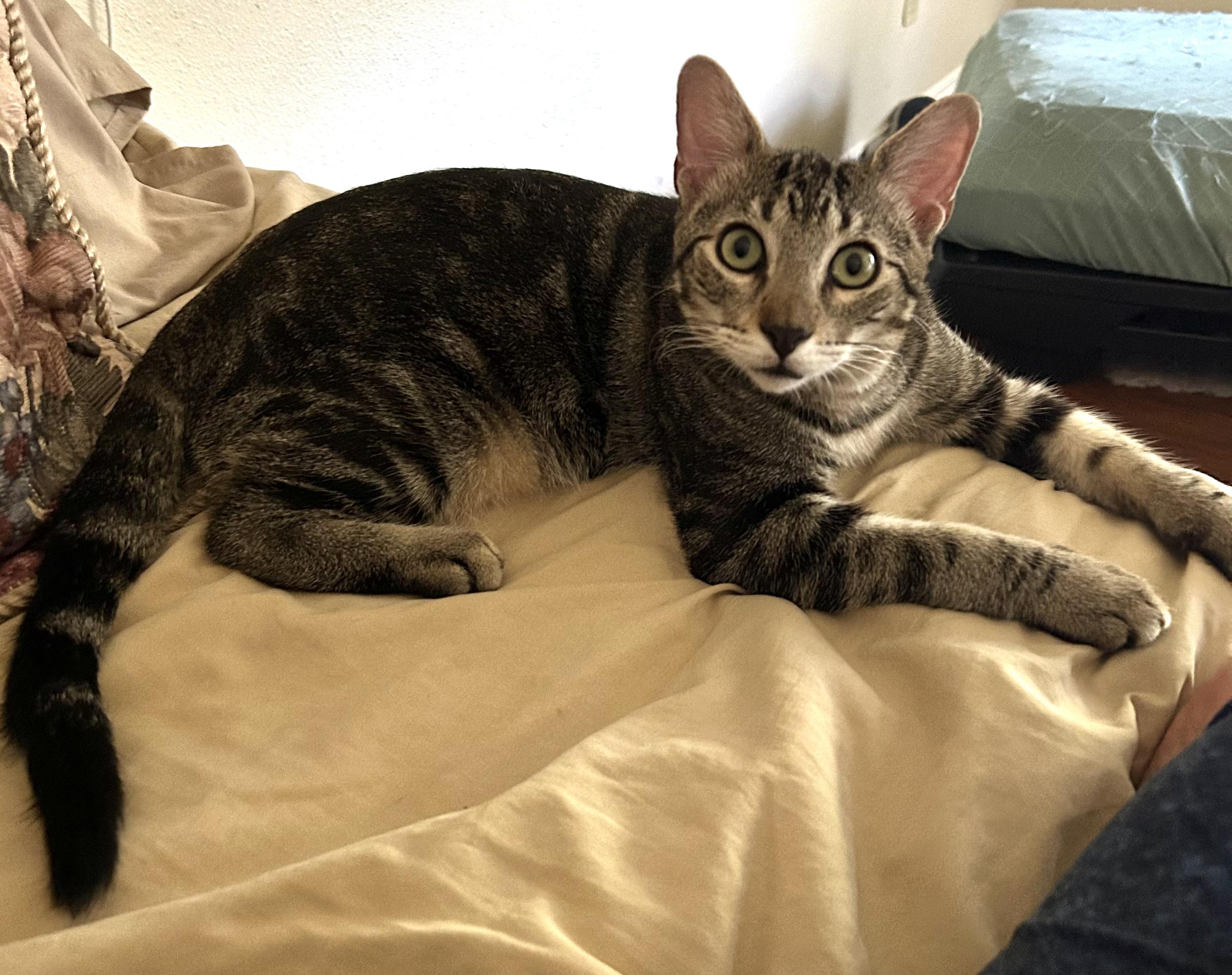 Enlarge Buddy, a Adoptable Tabby in Houston, TX image 5/6